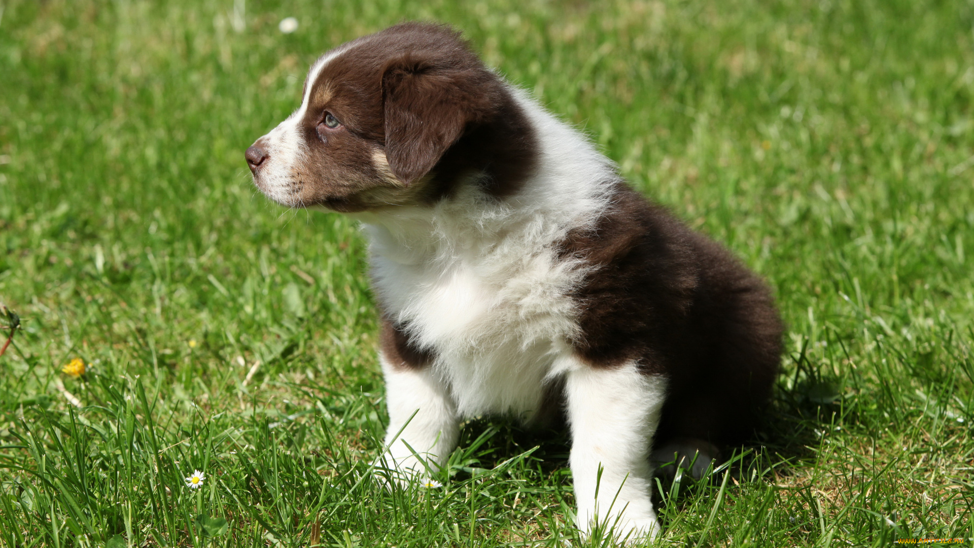 бородатый, колли, животные, собаки, bearded, collie, бородатый, колли, щенок, трава