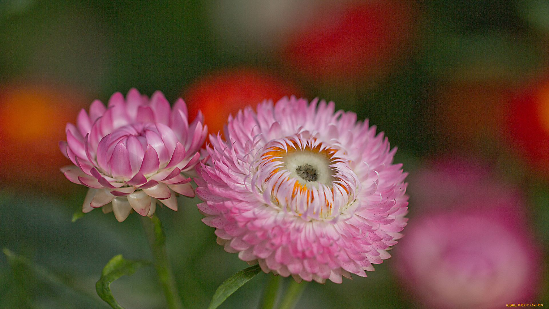 цветы, бессмертник, лепестки, бутон, цветение