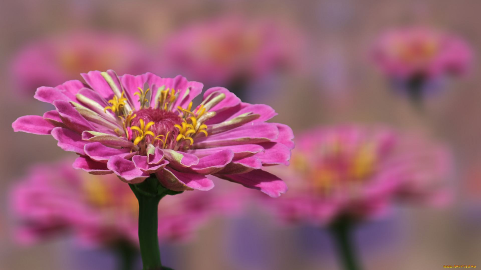 цветы, цинния, цветение, лепестки