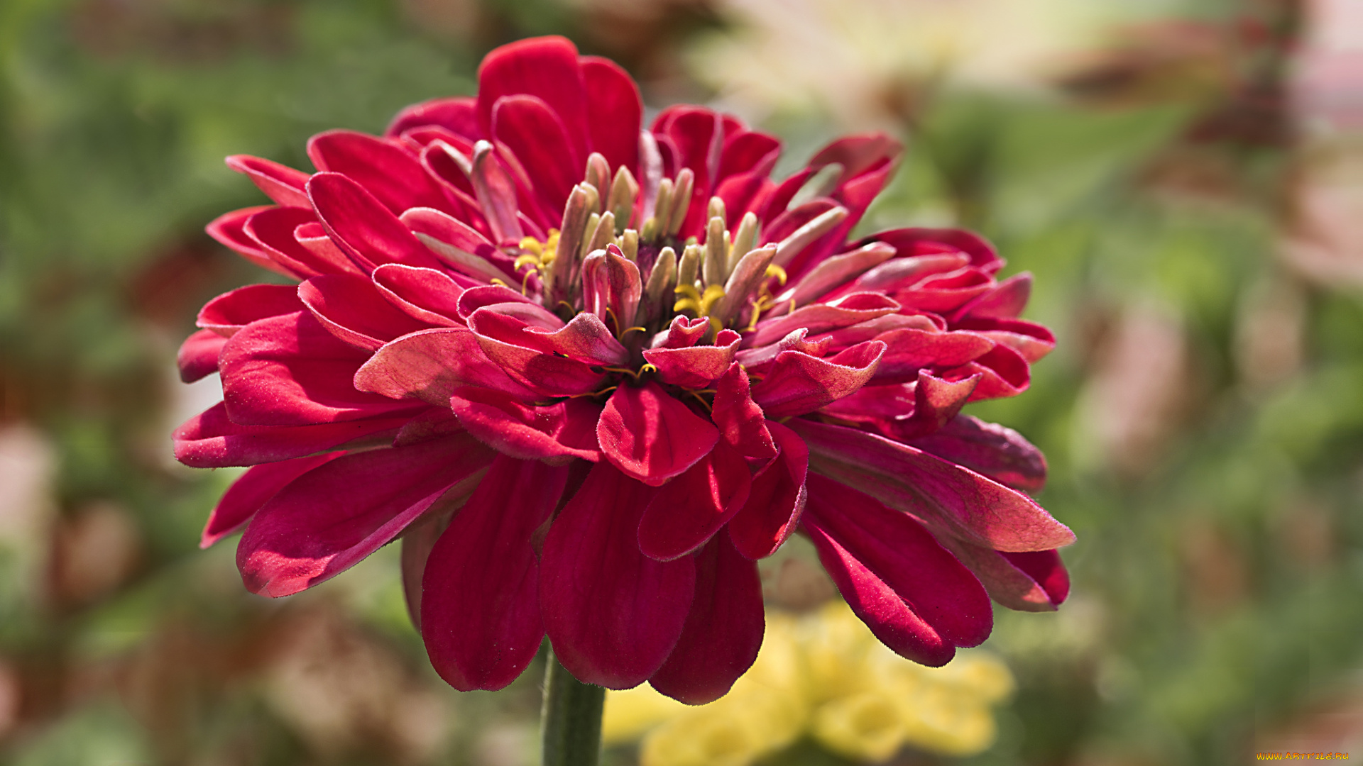цветы, цинния, petals, zinnia, цветение, лепестки, flowering, flowers