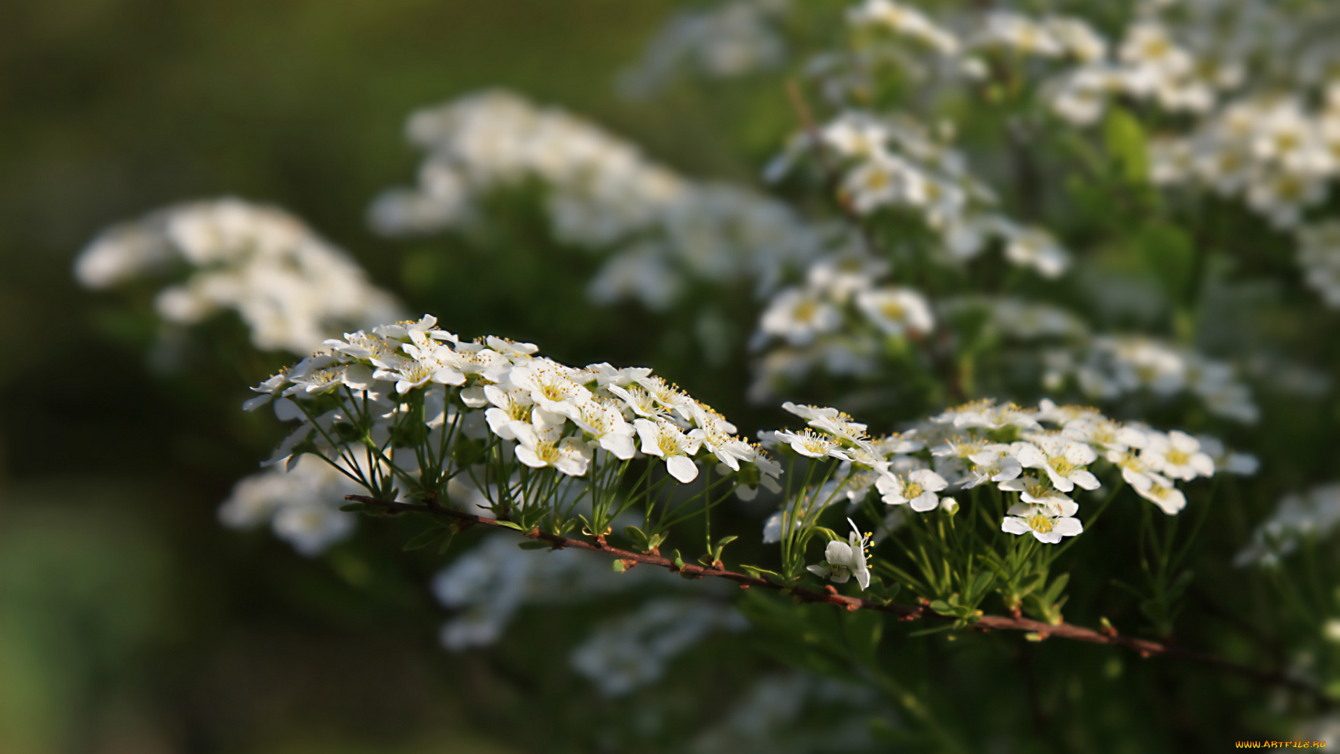 цветы, цветущие, деревья, , , кустарники, цветение, белые, ветка, куст