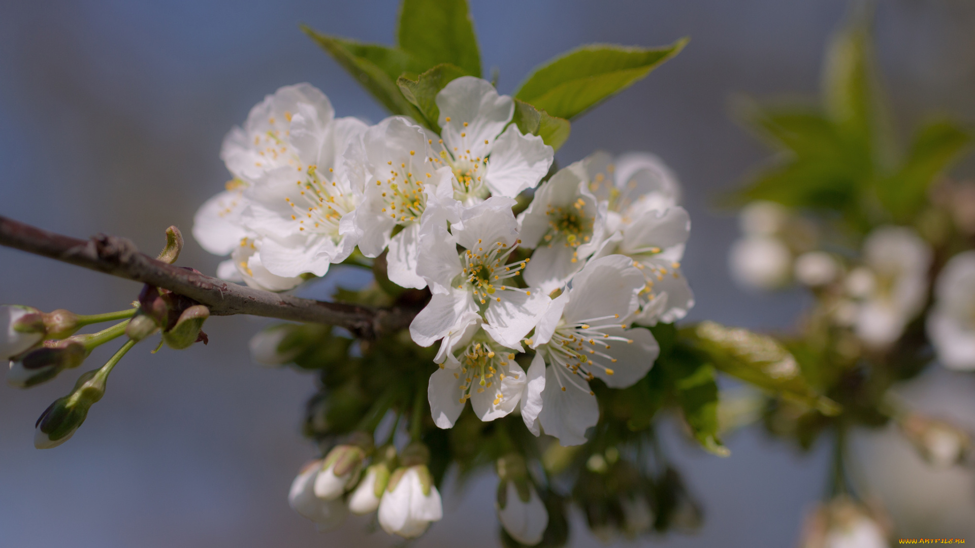 цветы, цветущие, деревья, , , кустарники, ветка, branch, leaves, flowers, листья
