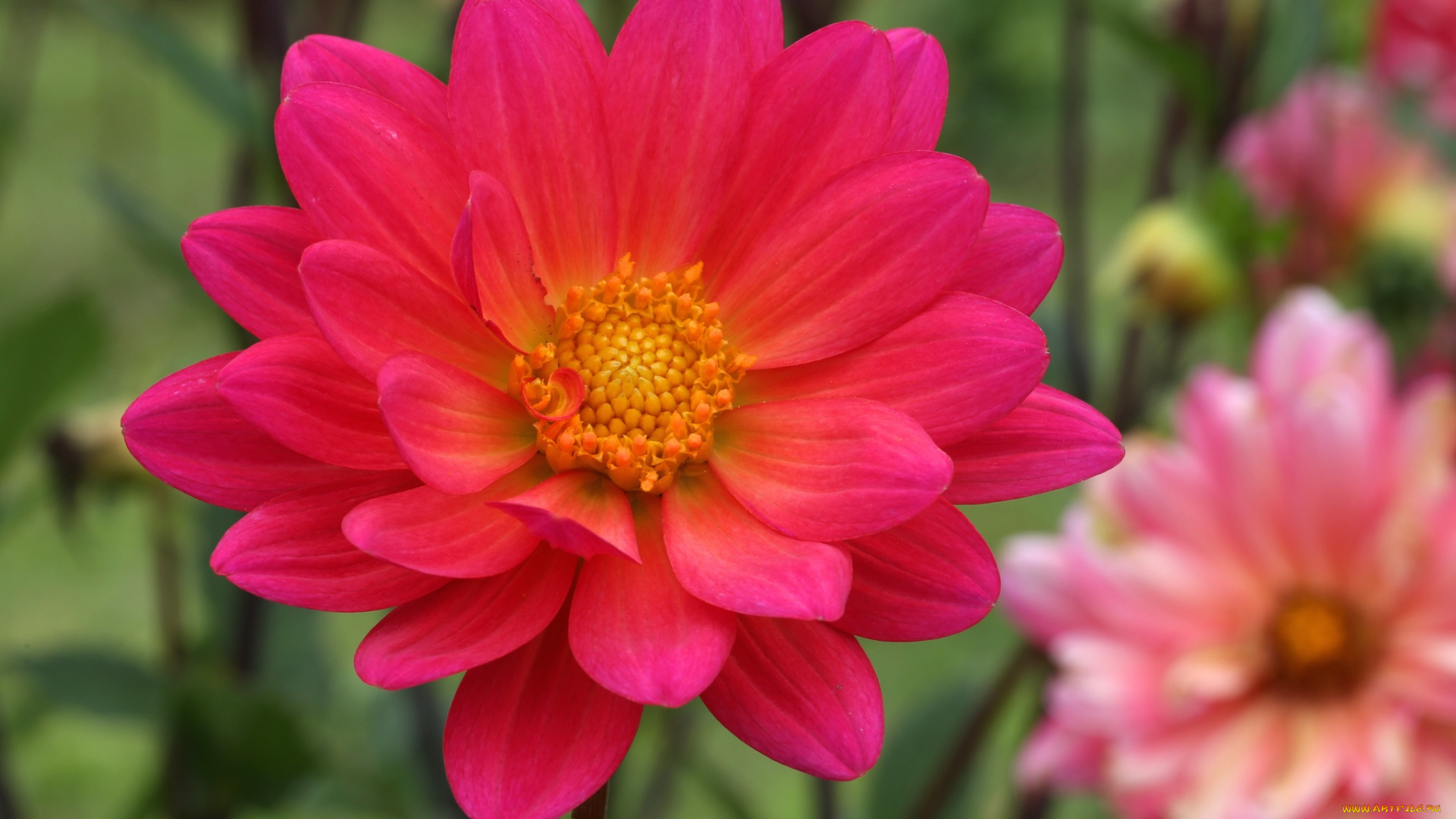 цветы, георгины, цветение, лепестки, розовый, георгин