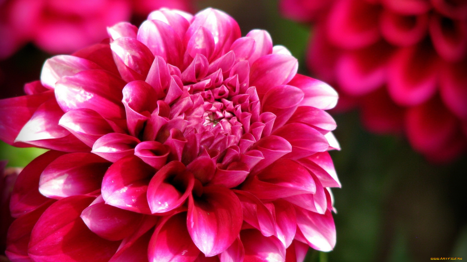 цветы, георгины, георгин, лепестки, бутоны, цветение