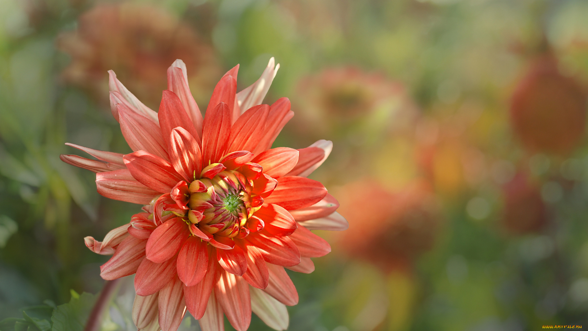 цветы, георгины, лепестки, бутоны, цветение, георгин