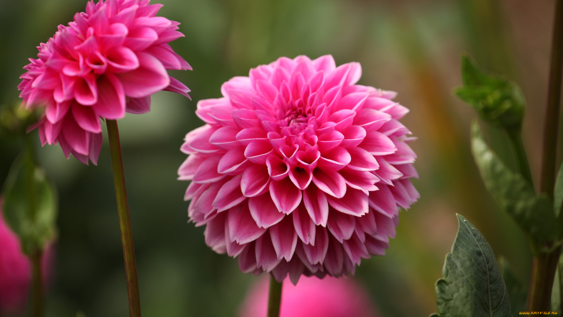 цветы, георгины, лепестки, бутоны, цветение, георгин