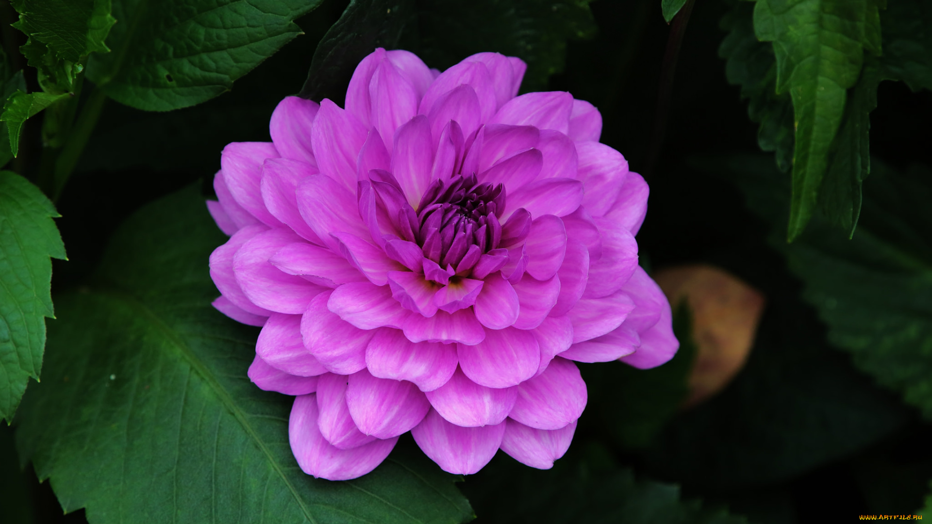 цветы, георгины, лепестки, георгин, цветение, бутоны