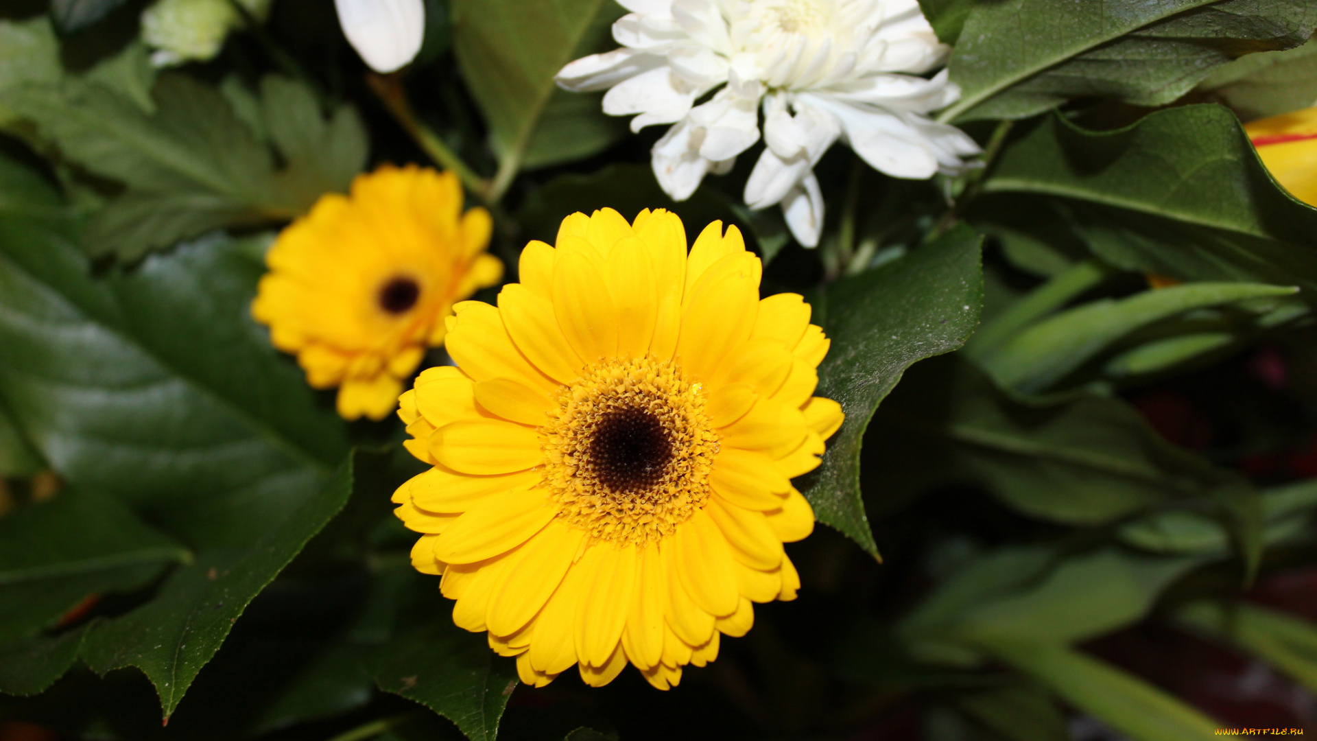 цветы, герберы, цветение, листья, лепестки, гербера