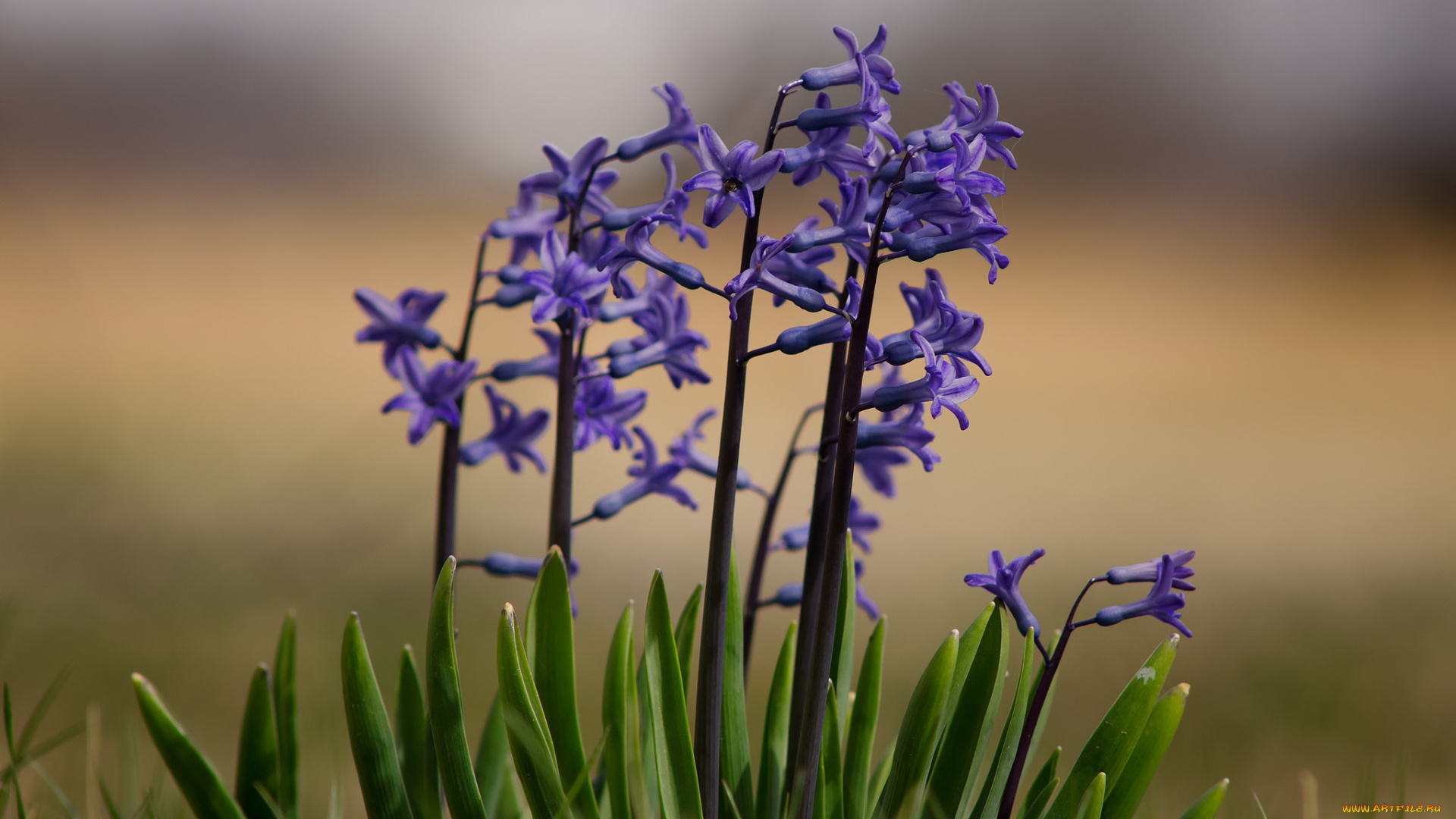 цветы, гиацинты, лепестки, цветение, цветки