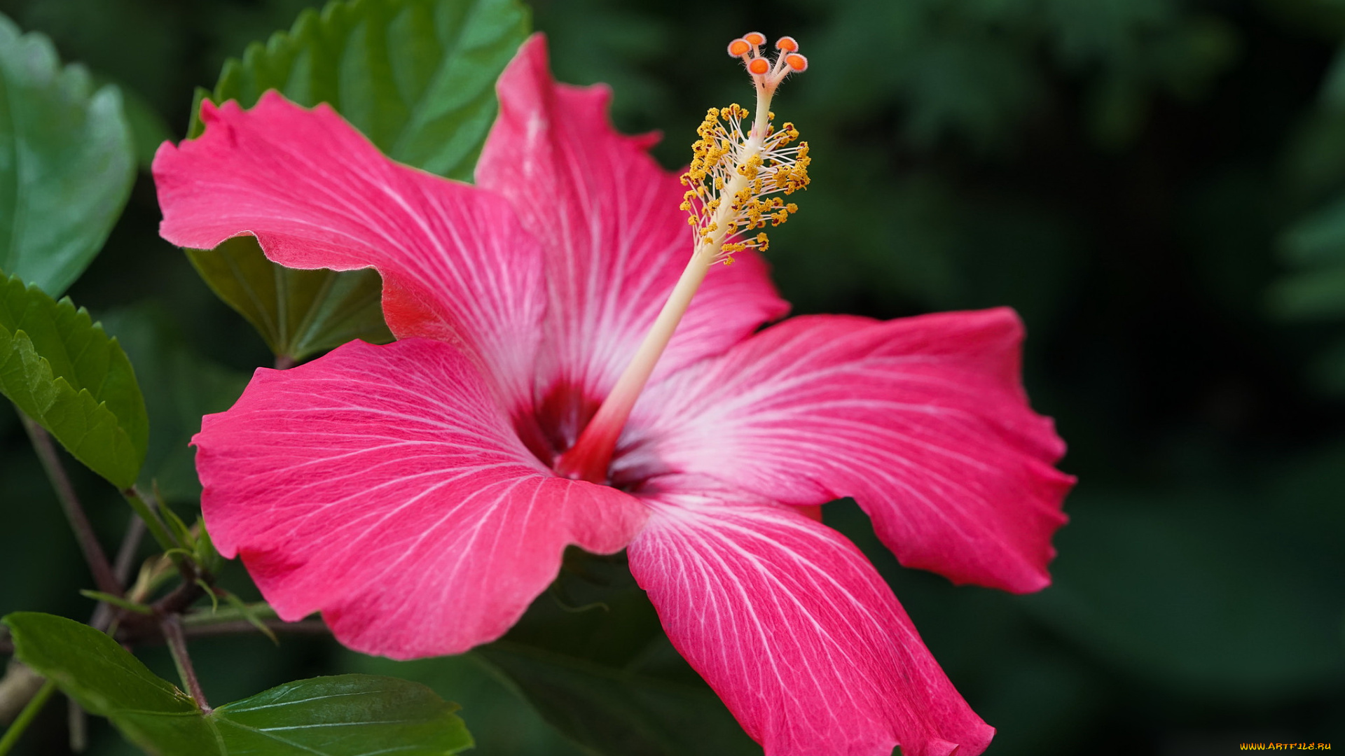 цветы, гибискусы, тычинки, цветение, ярко, лепестки, листики, гибискус