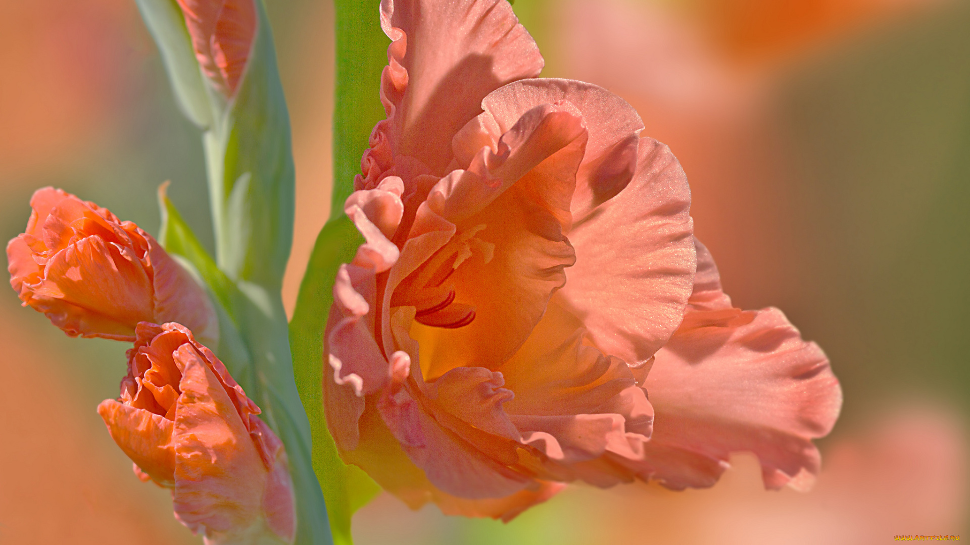цветы, гладиолусы, цветение, лепестки, бутоны