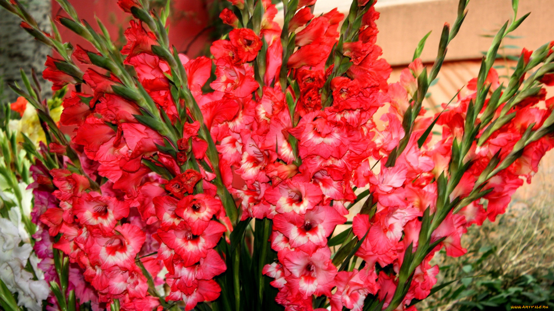 цветы, гладиолусы, красные, много