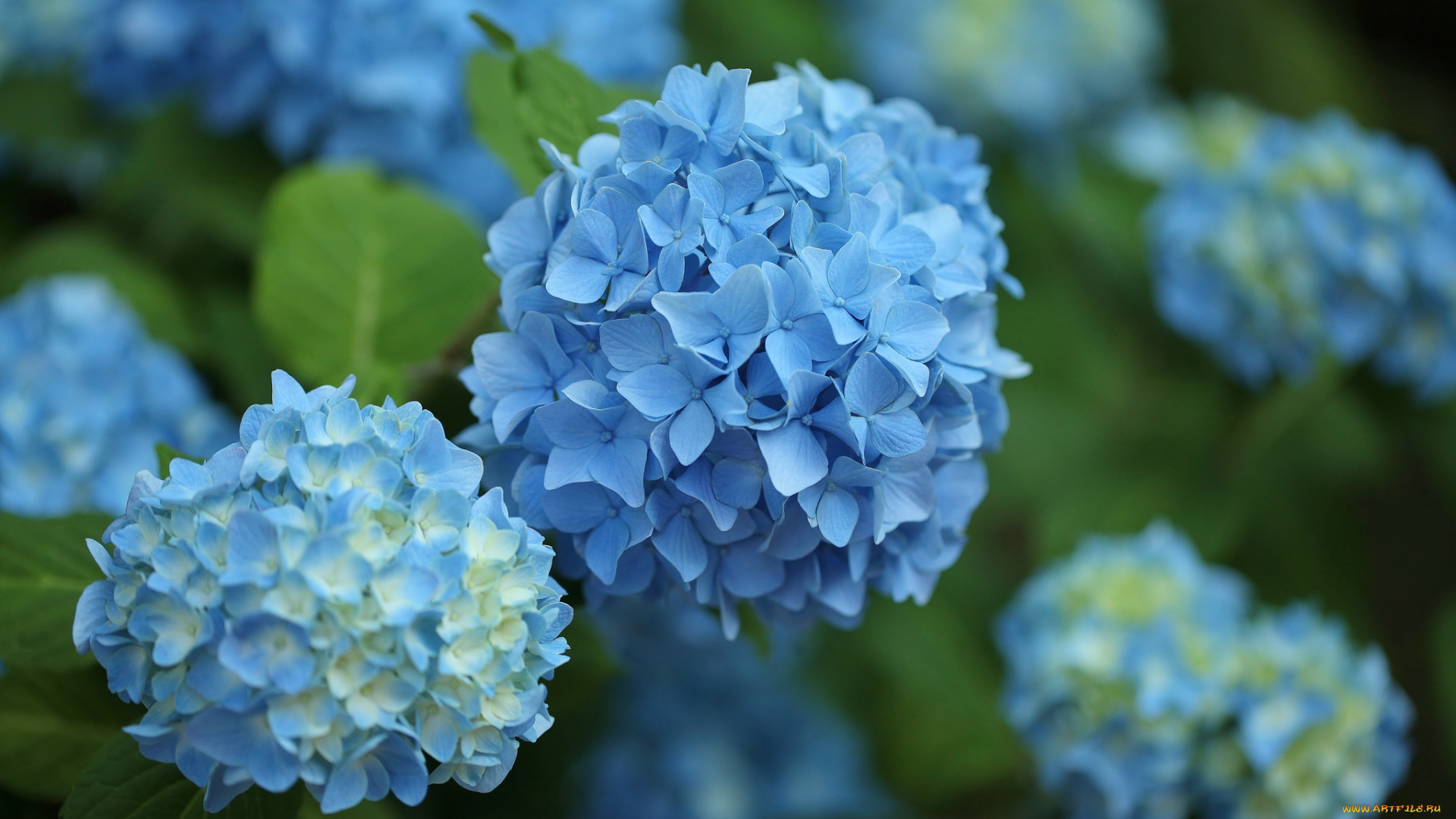 цветы, гортензия, голубая