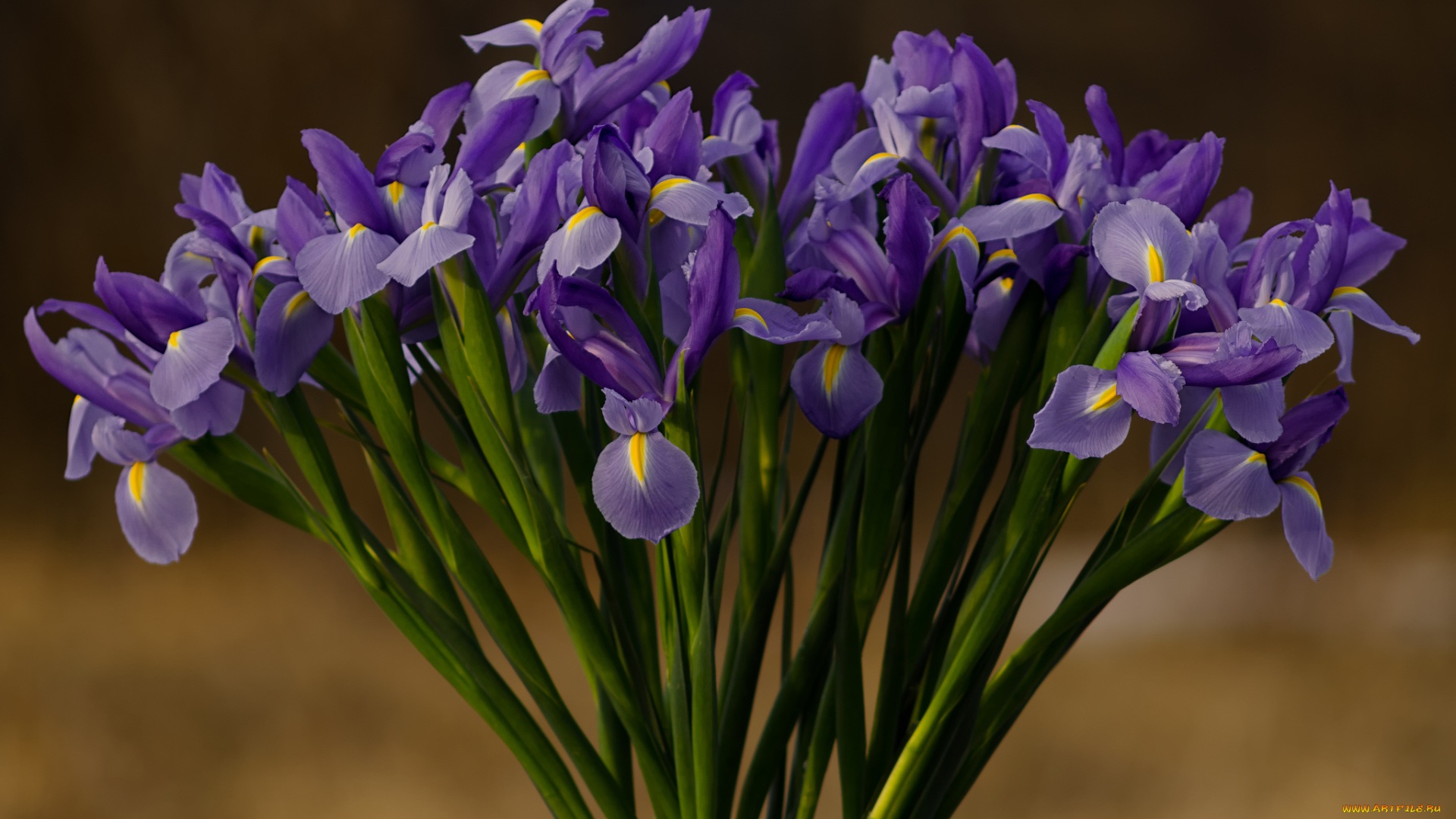 цветы, ирисы, ирис, цветение, лепестки, листья