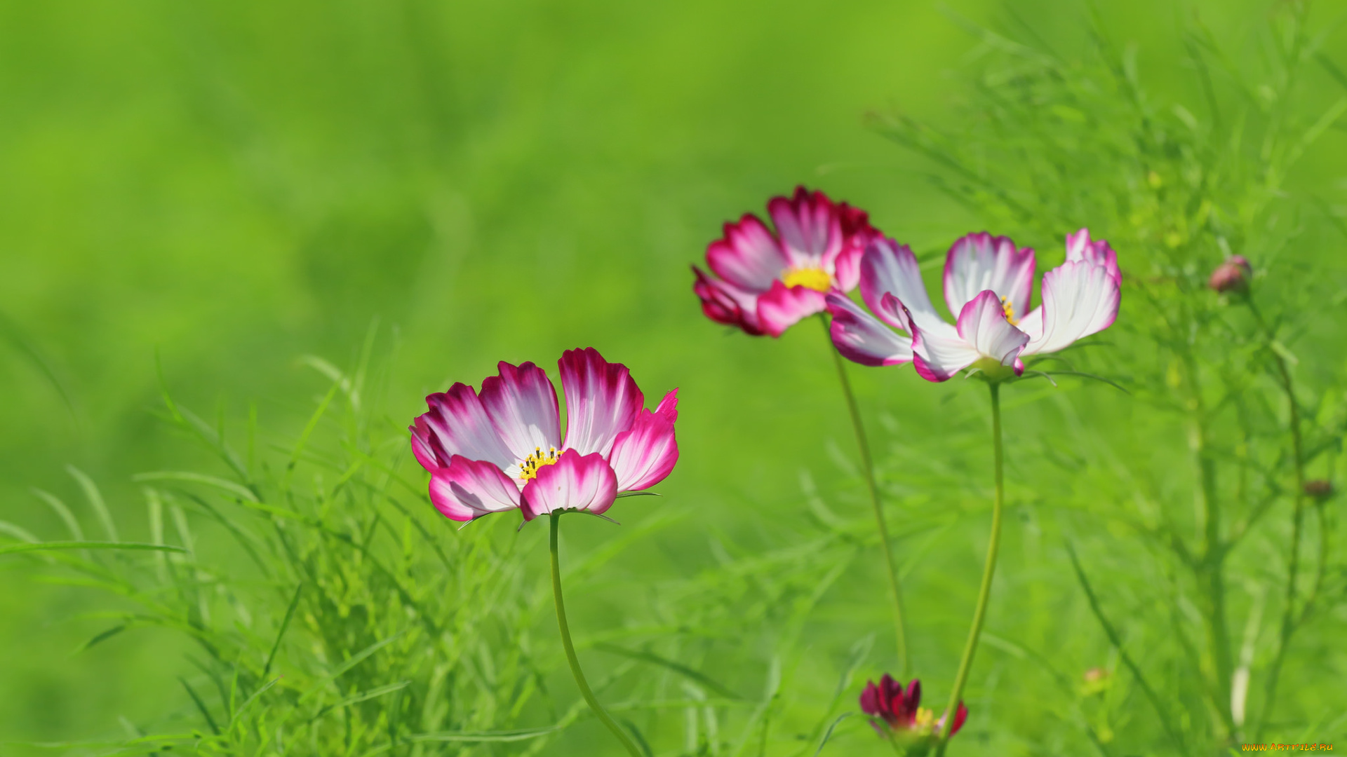 цветы, космея, цветение, лепестки