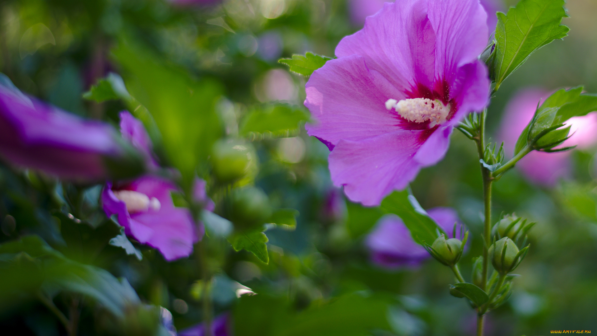 цветы, лаватера, цветение, яркость, цвет, тычинка, лепестки