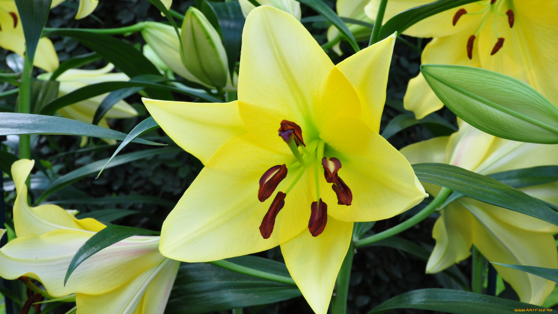 цветы, лилии, , лилейники, bloom, lily, лепестки, petals, цветение