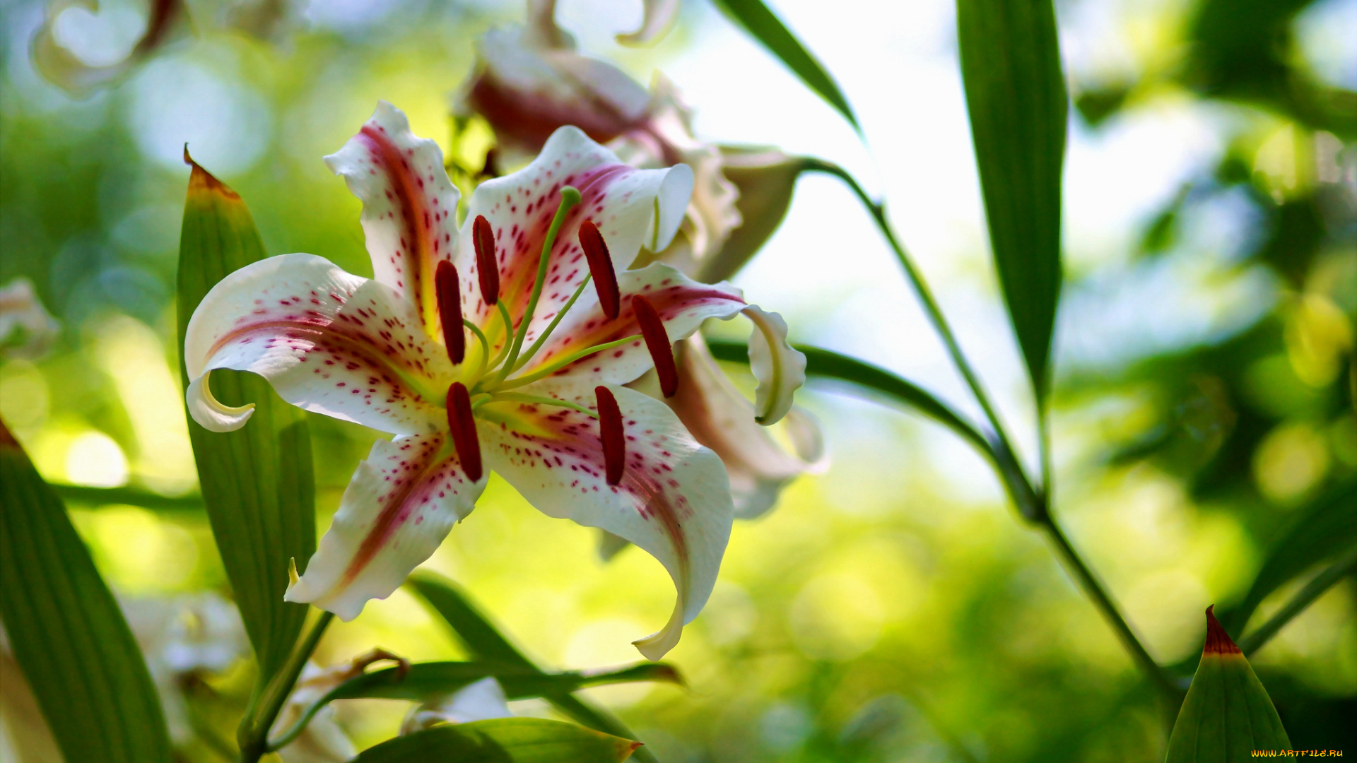 цветы, лилии, , лилейники, цветение, bloom, lily, лепестки, petals