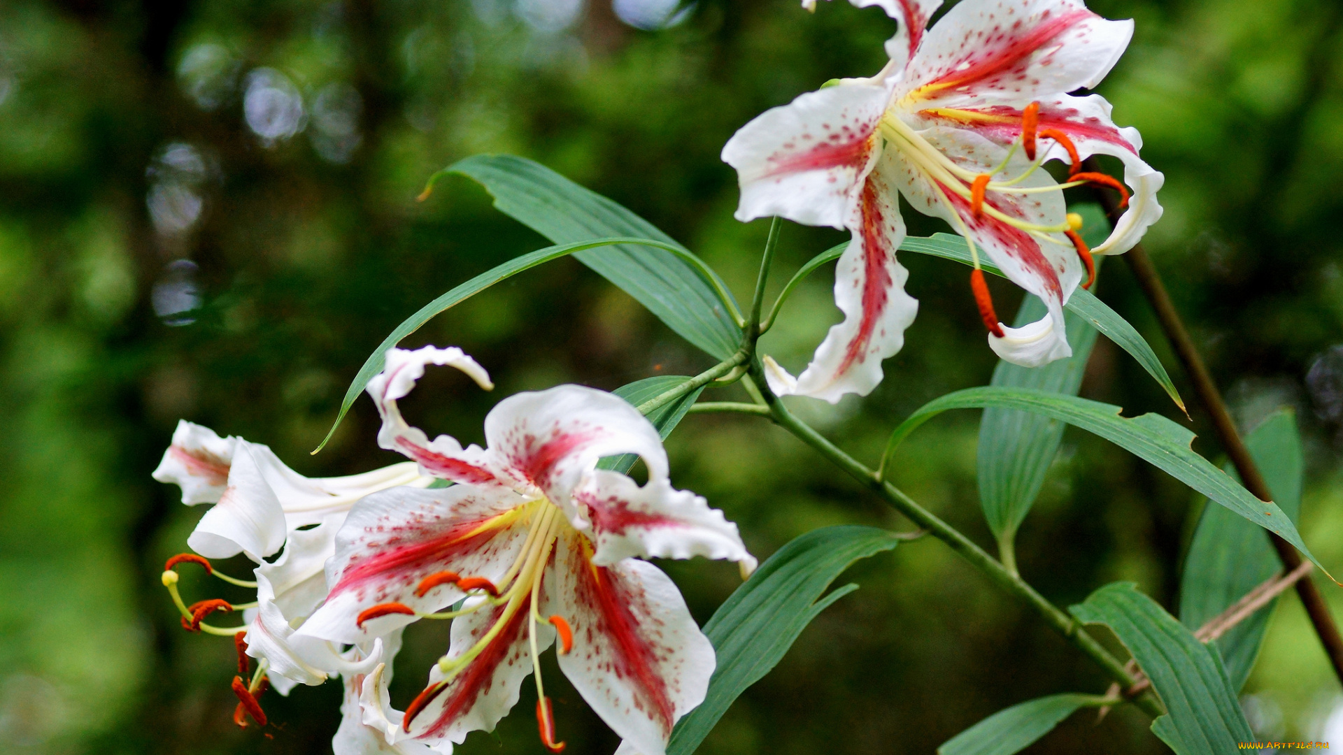 цветы, лилии, , лилейники, цветение, blooms, buds, pink, lily, розовые, бутоны