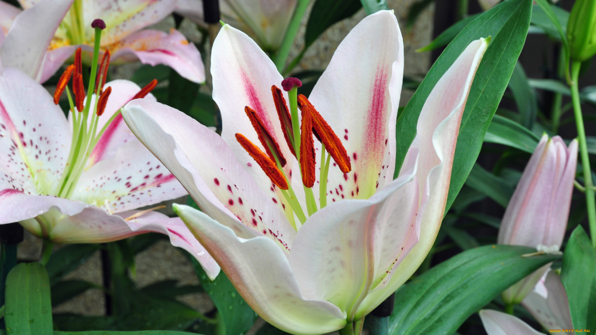 цветы, лилии, , лилейники, petals, bloom, lily, лепестки, цветение