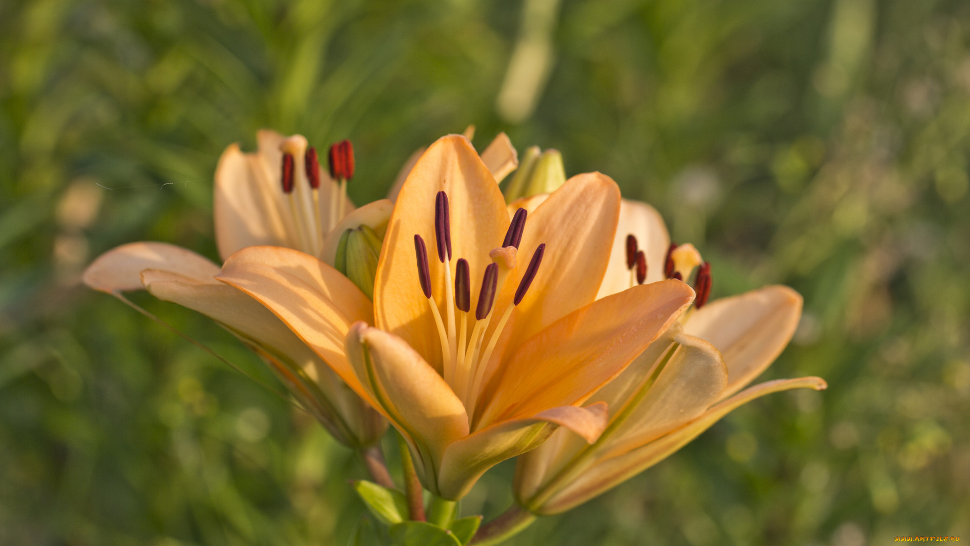 цветы, лилии, , лилейники, petals, bloom, lily, лепестки, цветение