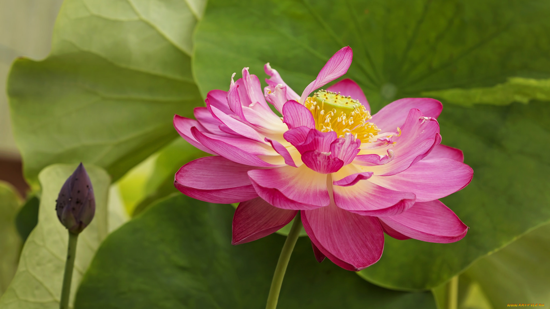 цветы, лотосы, цветение, лепестки, цветок, лотос