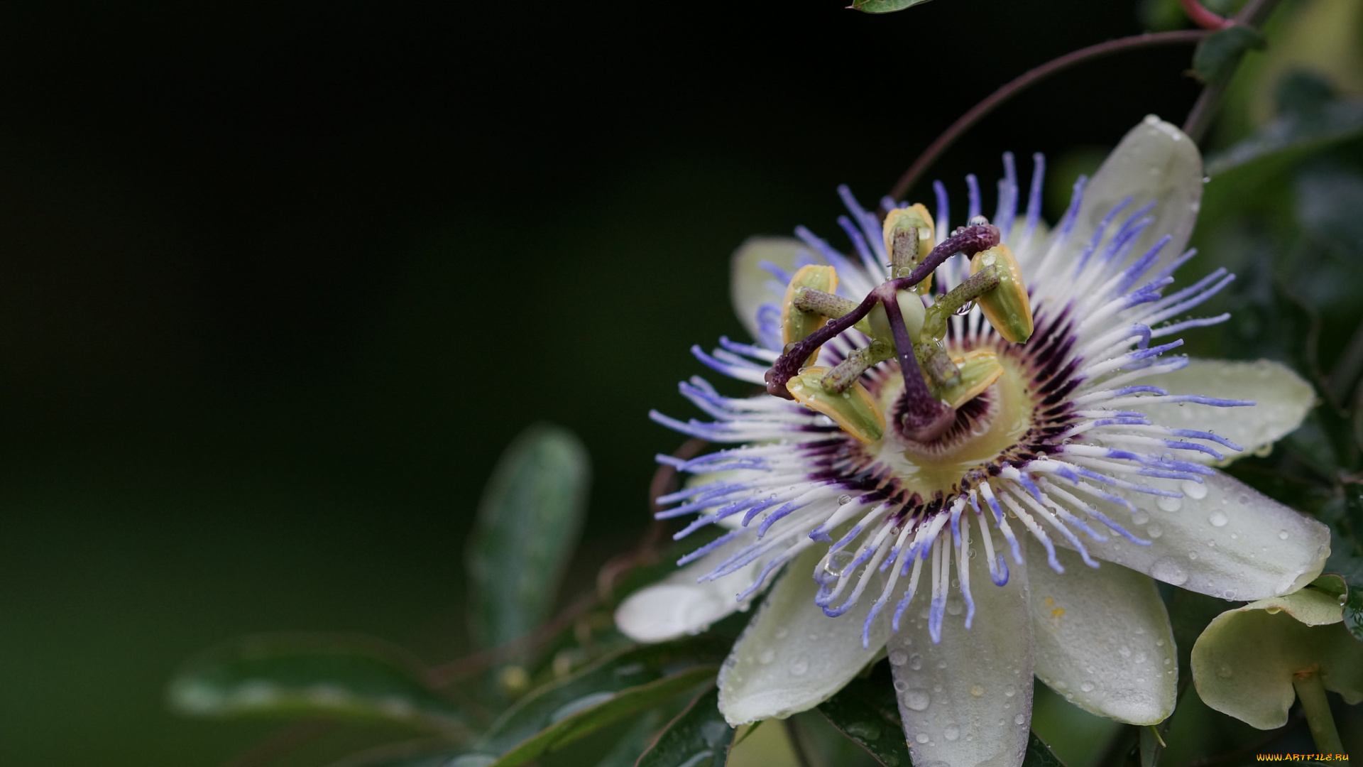 цветы, пассифлора, цветение, усики, цветок