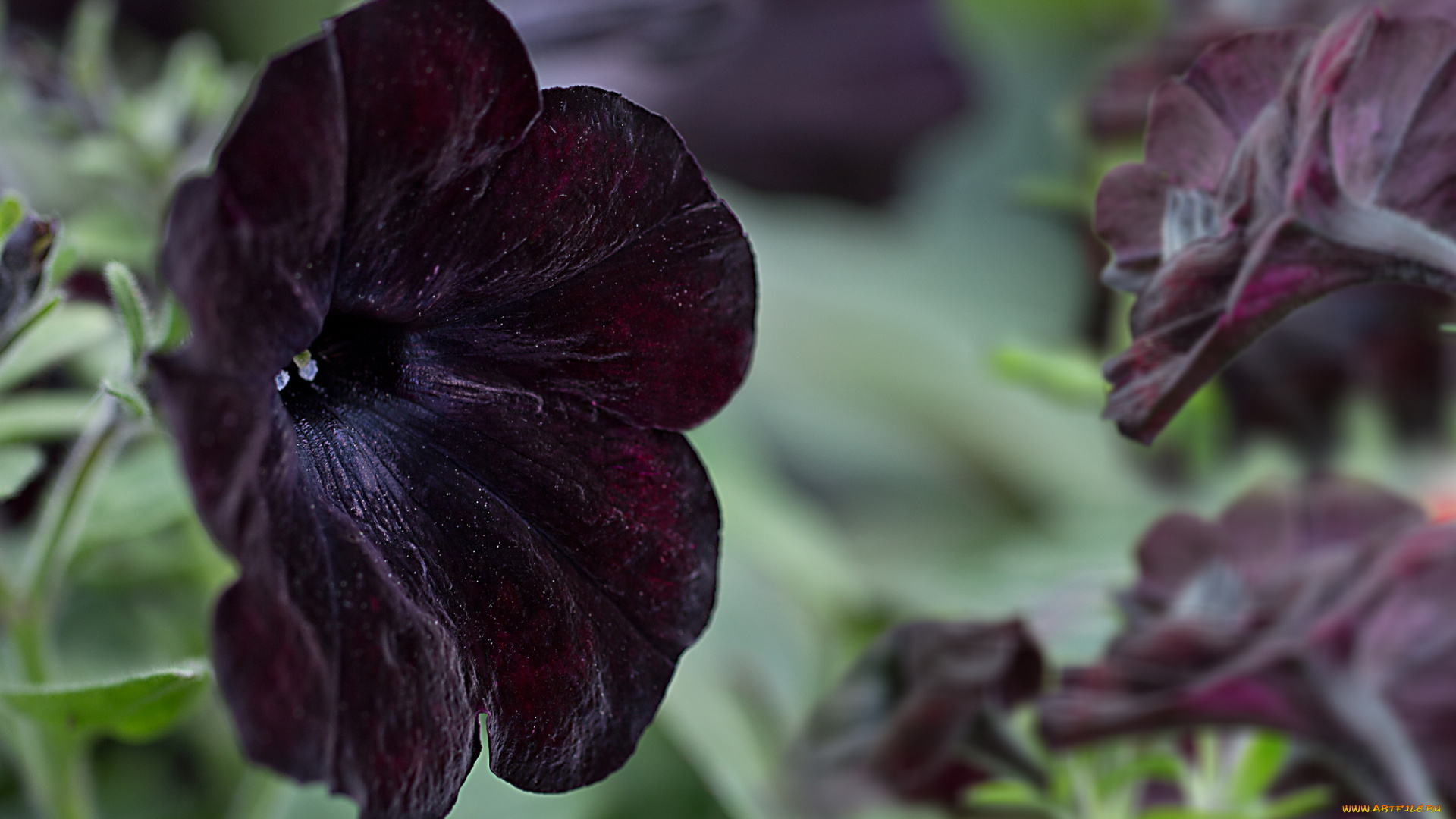 цветы, петунии, , калибрахоа, цвет, яркость, petunia, flowers, color, петуния, brightness