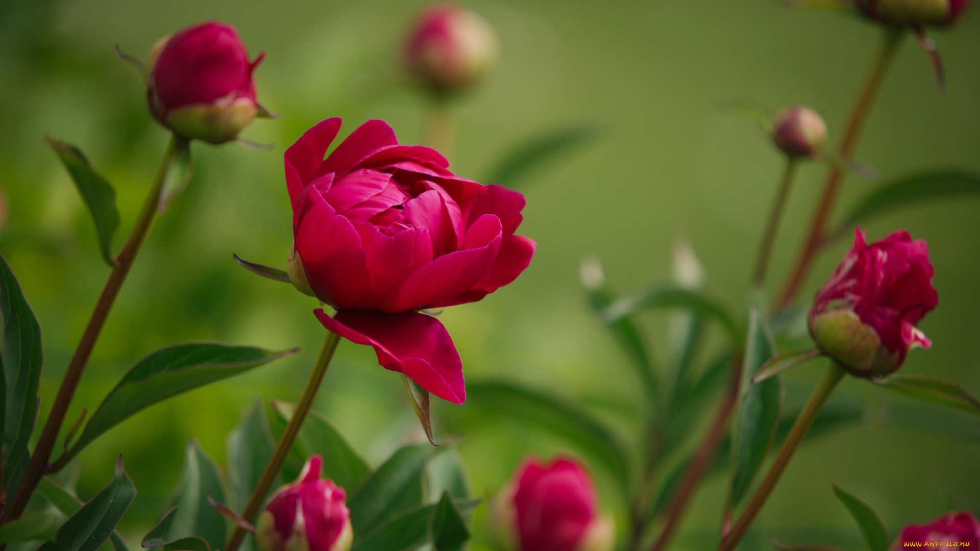 цветы, пионы, куст, цветение, лепестки, листья