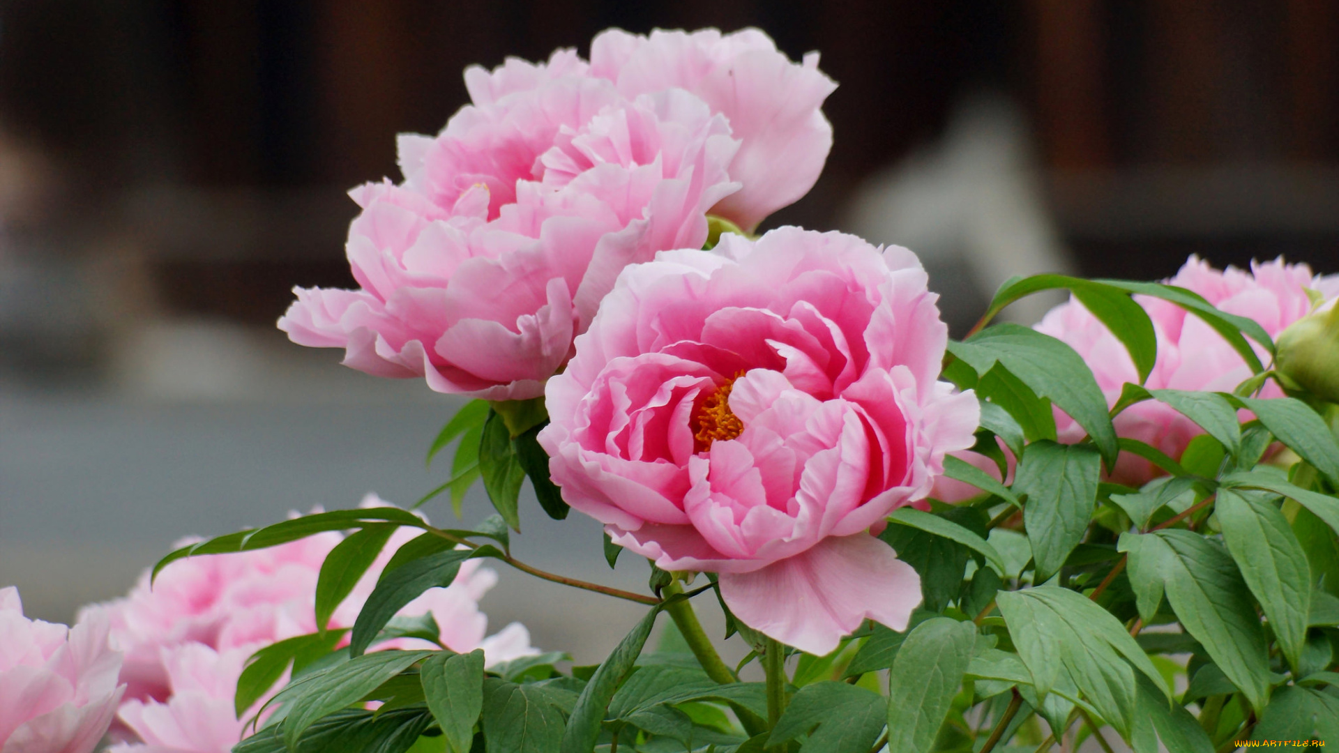 цветы, пионы, лепестки, цветение, листья, пион, бутон