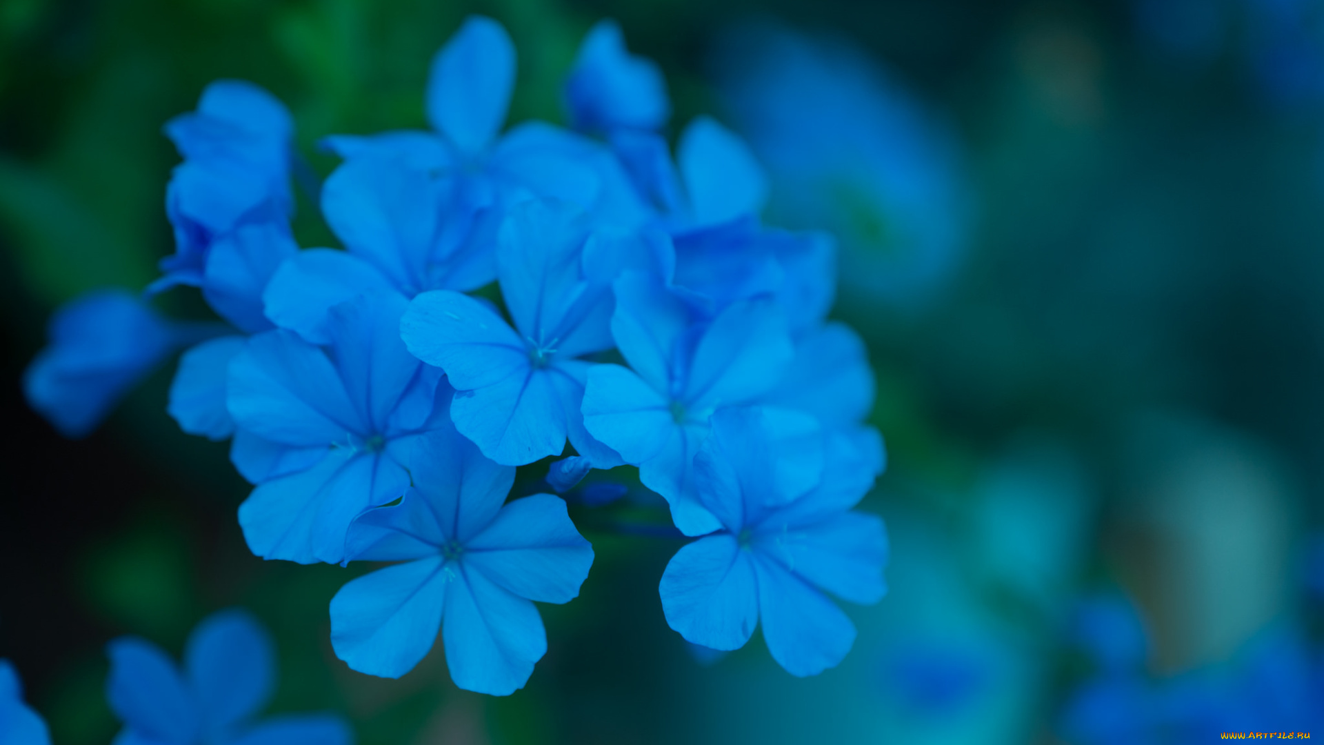 цветы, плюмбаго, , свинчатка, цветение, лепестки, синий, плюмбаго