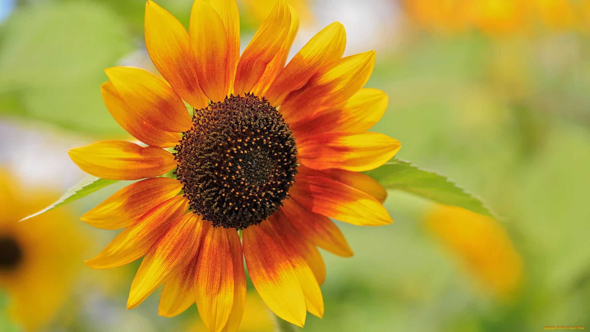 цветы, подсолнухи, лепестки, ярко, цветение, подсолнух