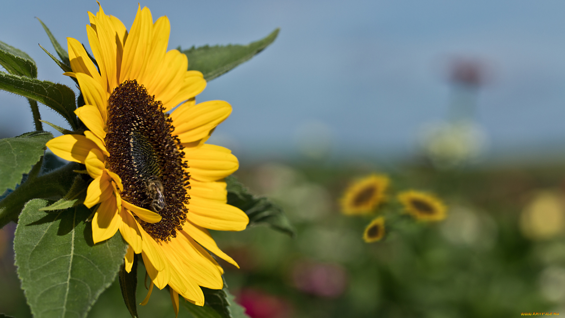 цветы, подсолнухи, подсолнух, цветение, листья