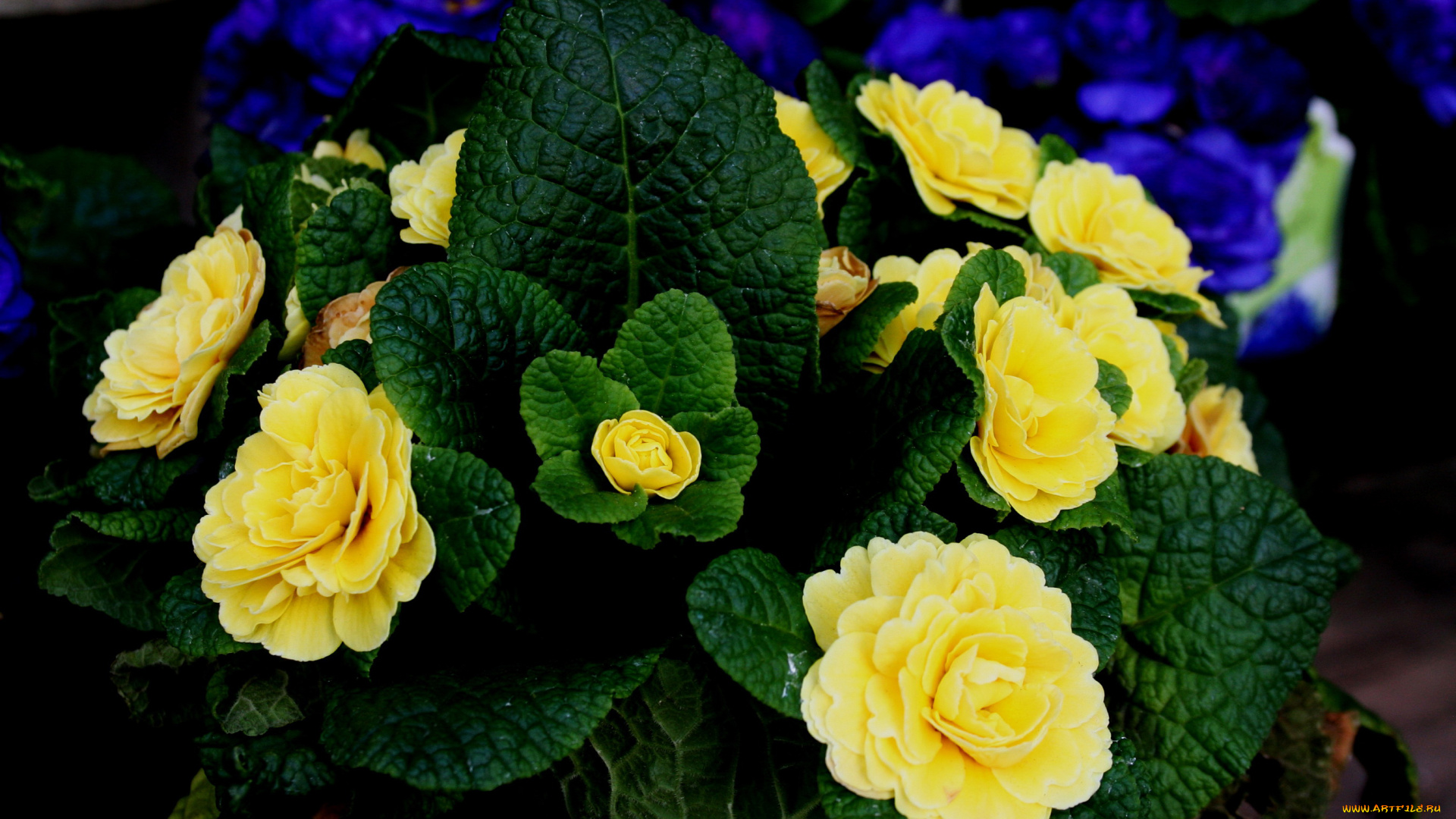 цветы, примулы, примула, желтый, много