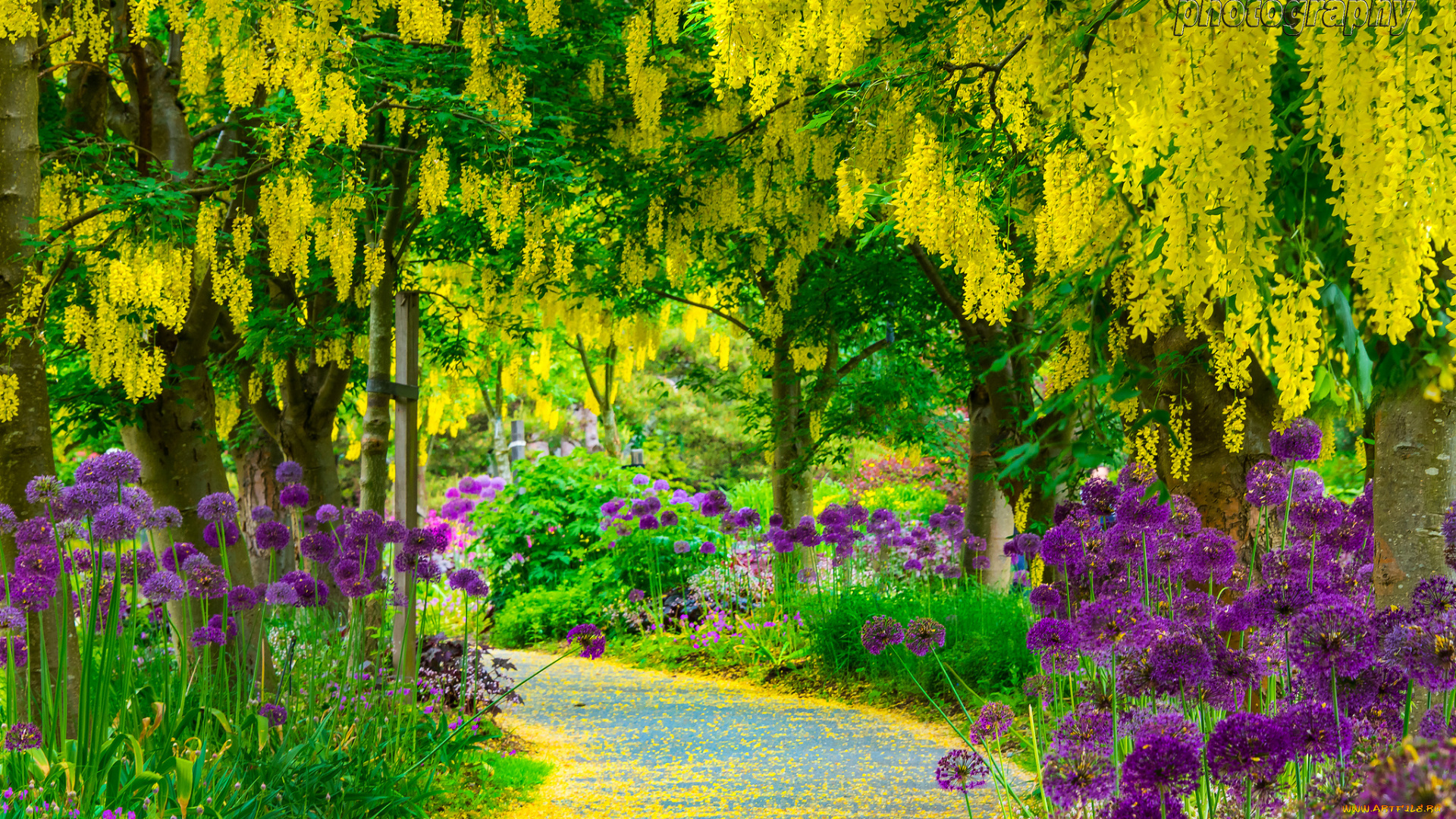 цветы, разные, вместе, глициния, алея, парк, wisteria, alley, flowers, park