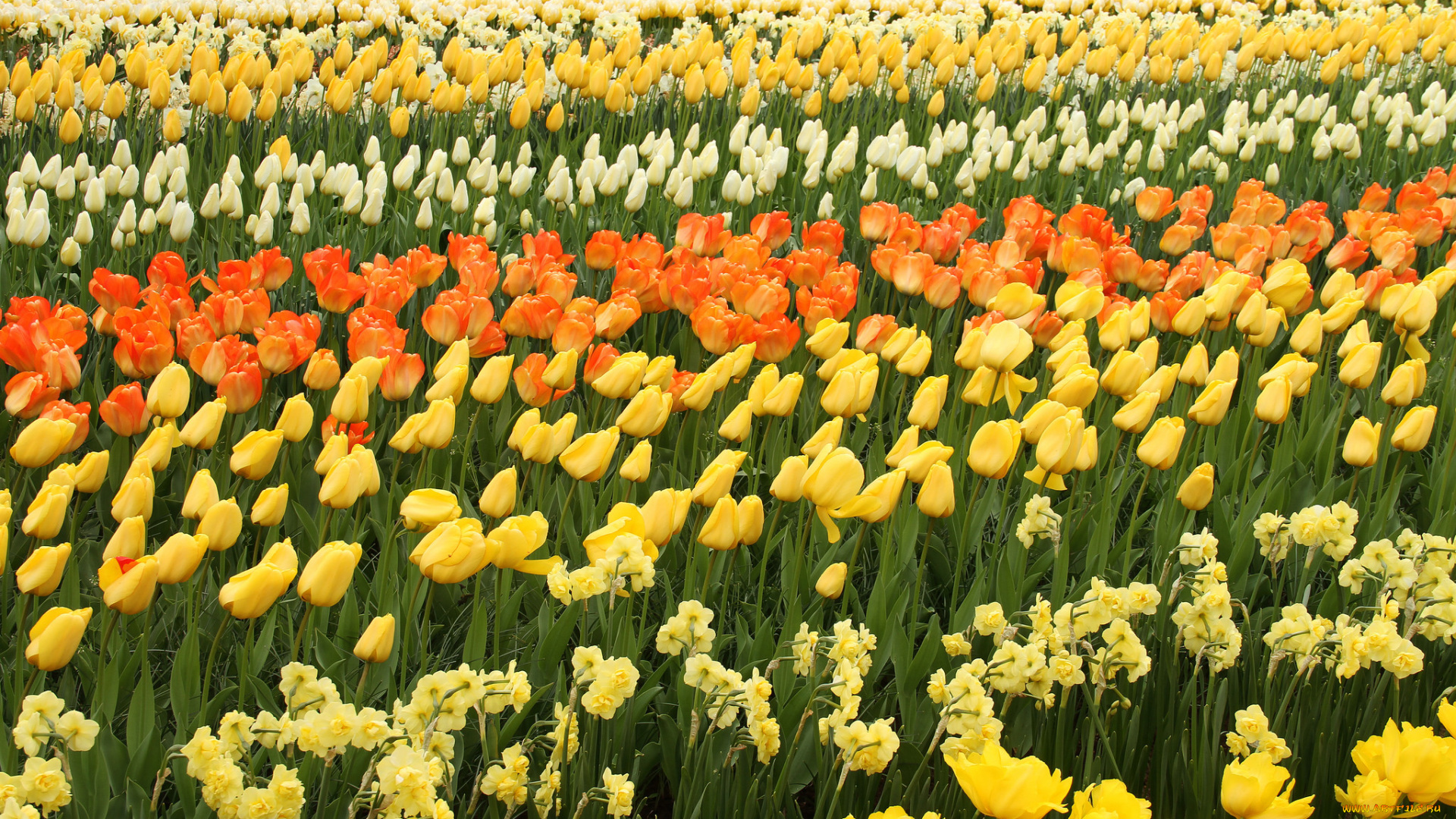 цветы, разные, вместе, нарциссы, белые, тюльпаны, цветение, лепестки, оранжевые, желтые