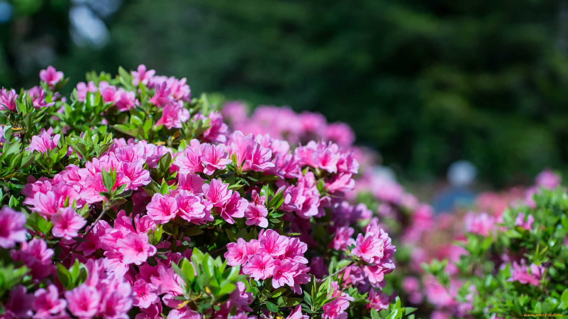 цветы, рододендроны, , азалии, ветка, азалия, листья