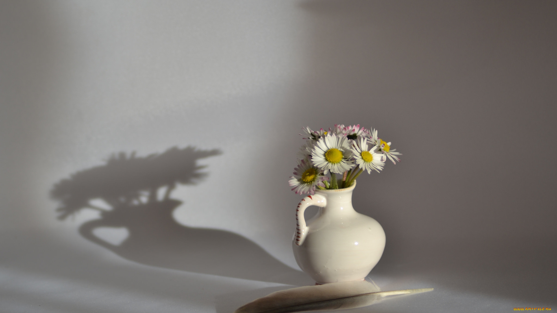цветы, ромашки, ваза, перышко