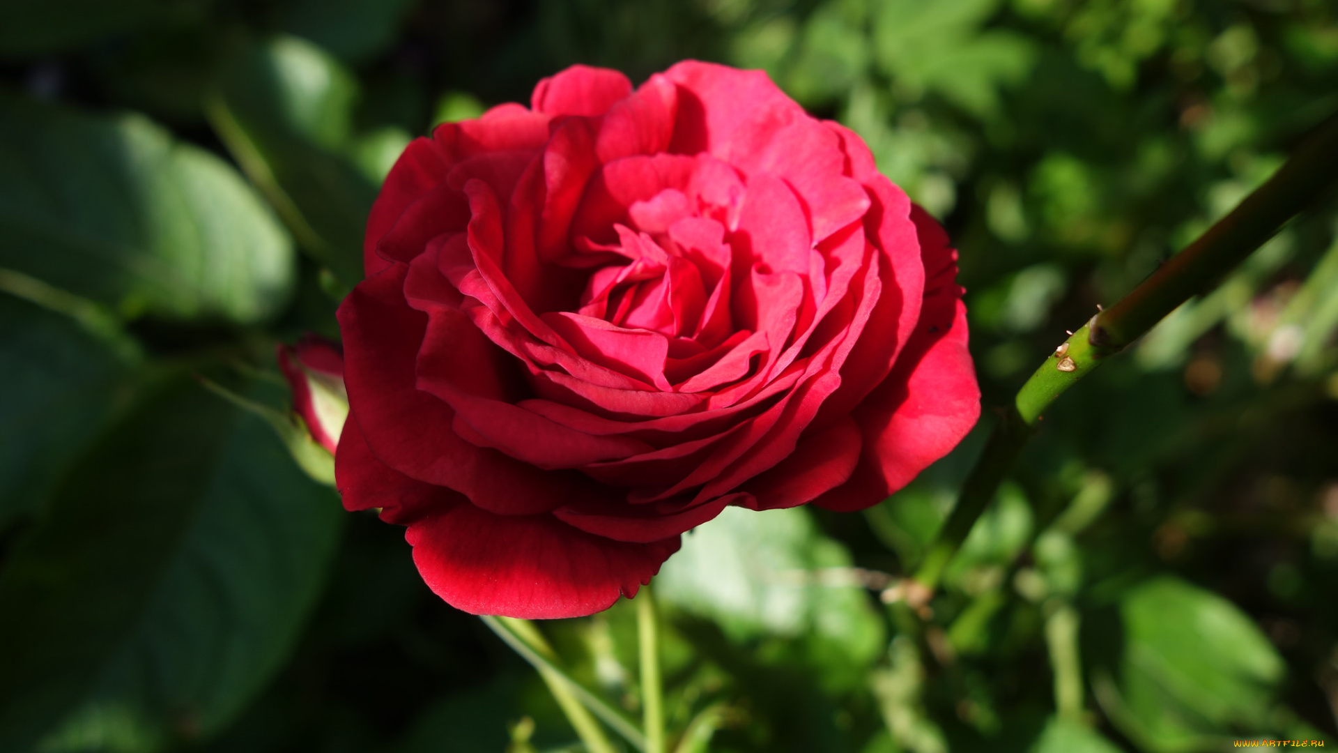 цветы, розы, bloom, bud, rose, цветение, бутон, роза