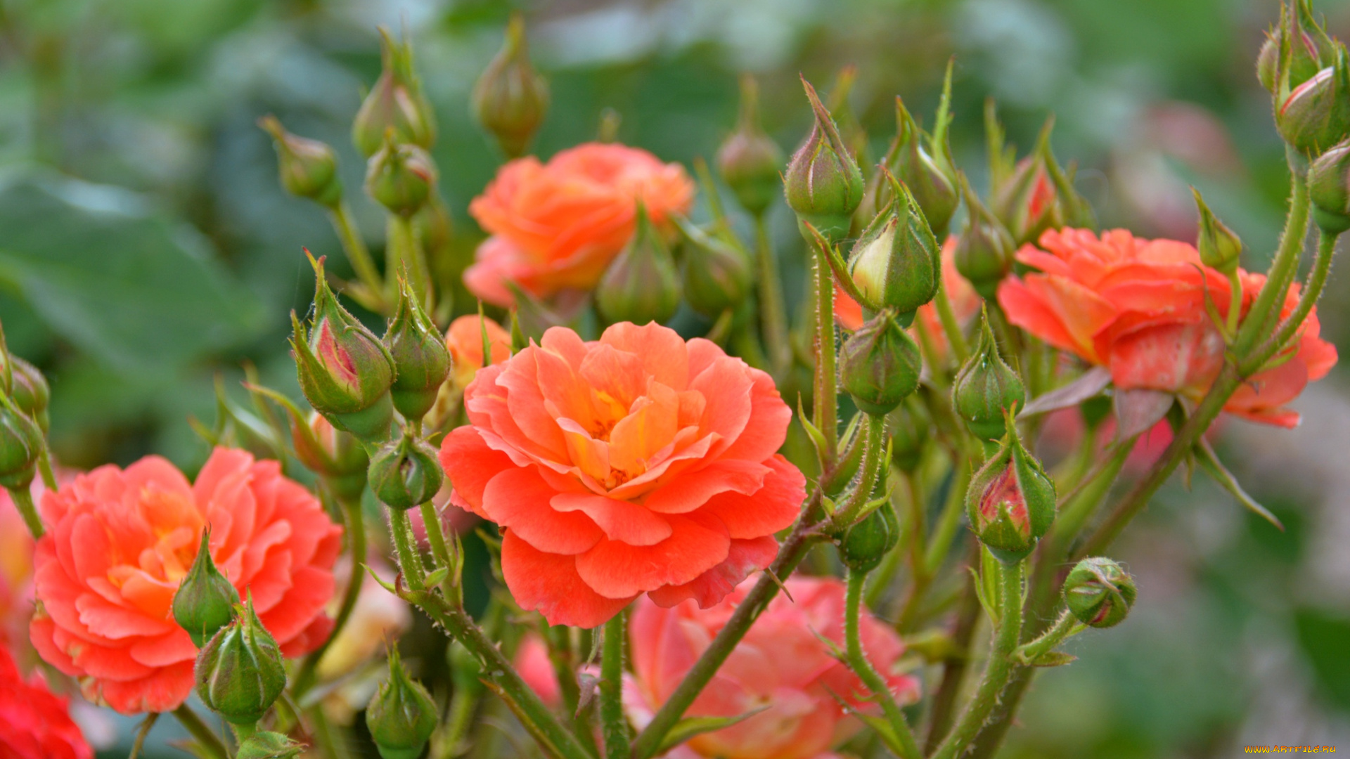 цветы, розы, bloom, bud, rose, цветение, бутон, роза