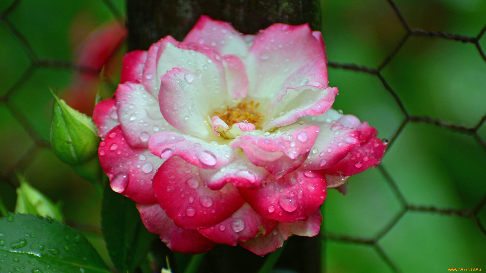 цветы, розы, bloom, bud, rose, цветение, бутон, роза