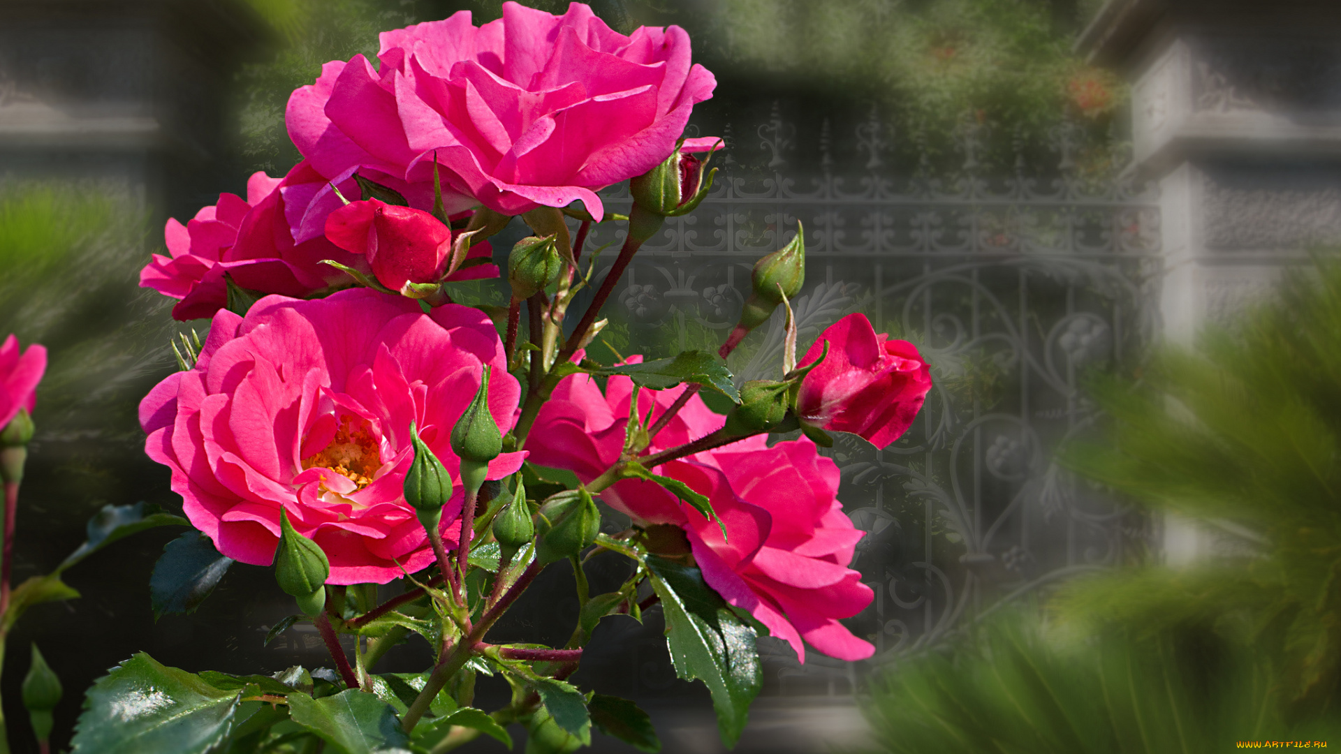 цветы, розы, blossoms, bud, leaves, бутон, petals, rose, цветение, листья, лепестки, роза