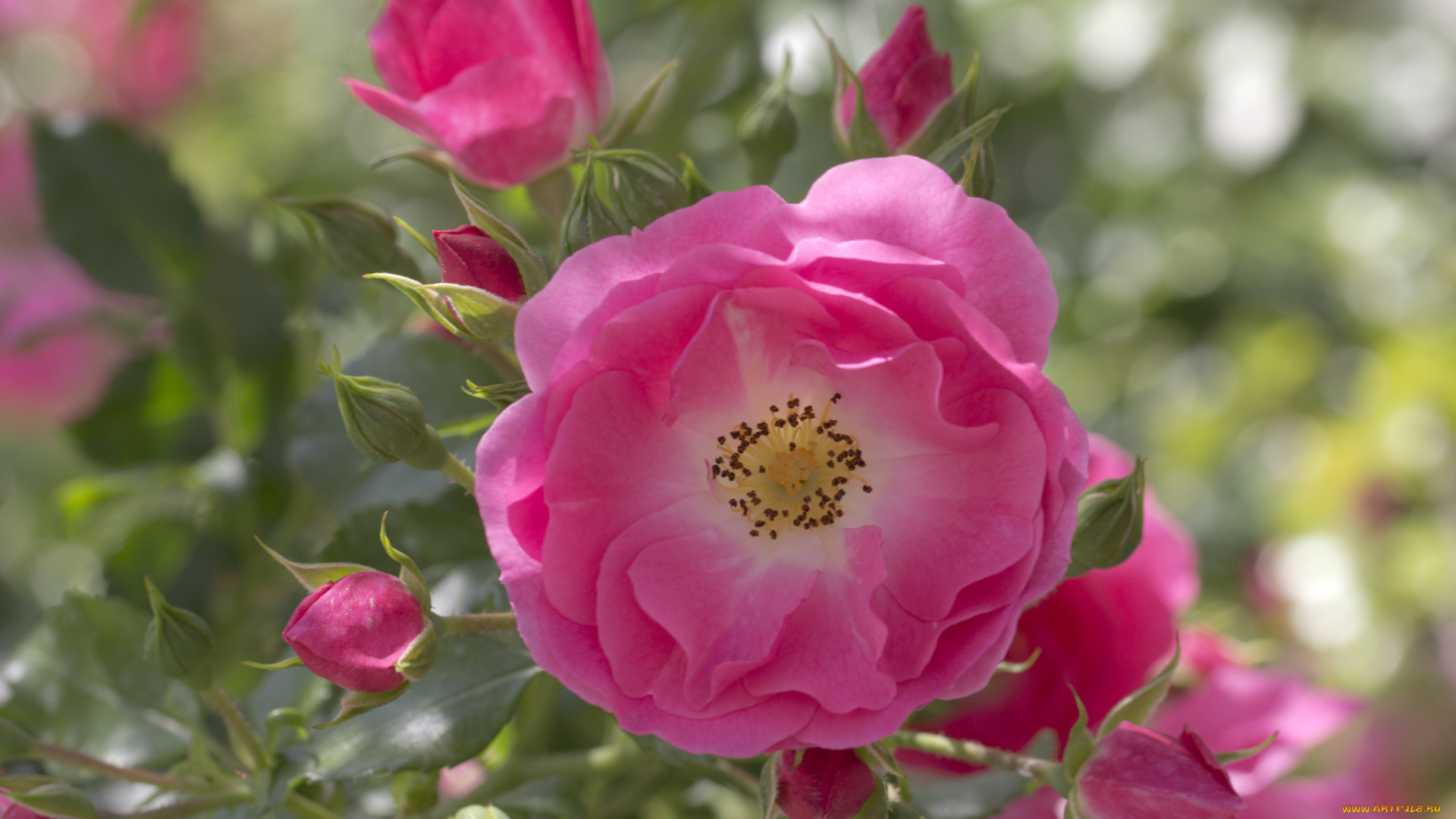 цветы, розы, blossoms, leaves, petals, rose, цветение, листья, лепестки, роза, бутон, bud