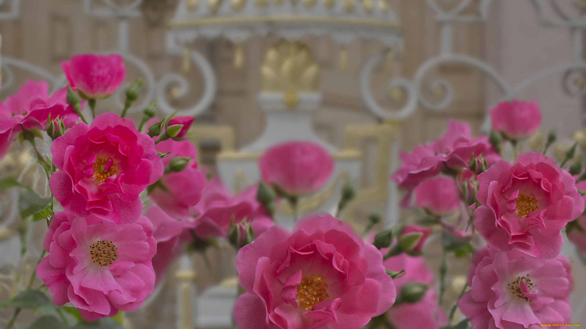 цветы, розы, бутон, роза, blossoms, leaves, petals, bud, rose, листья, цветение, лепестки