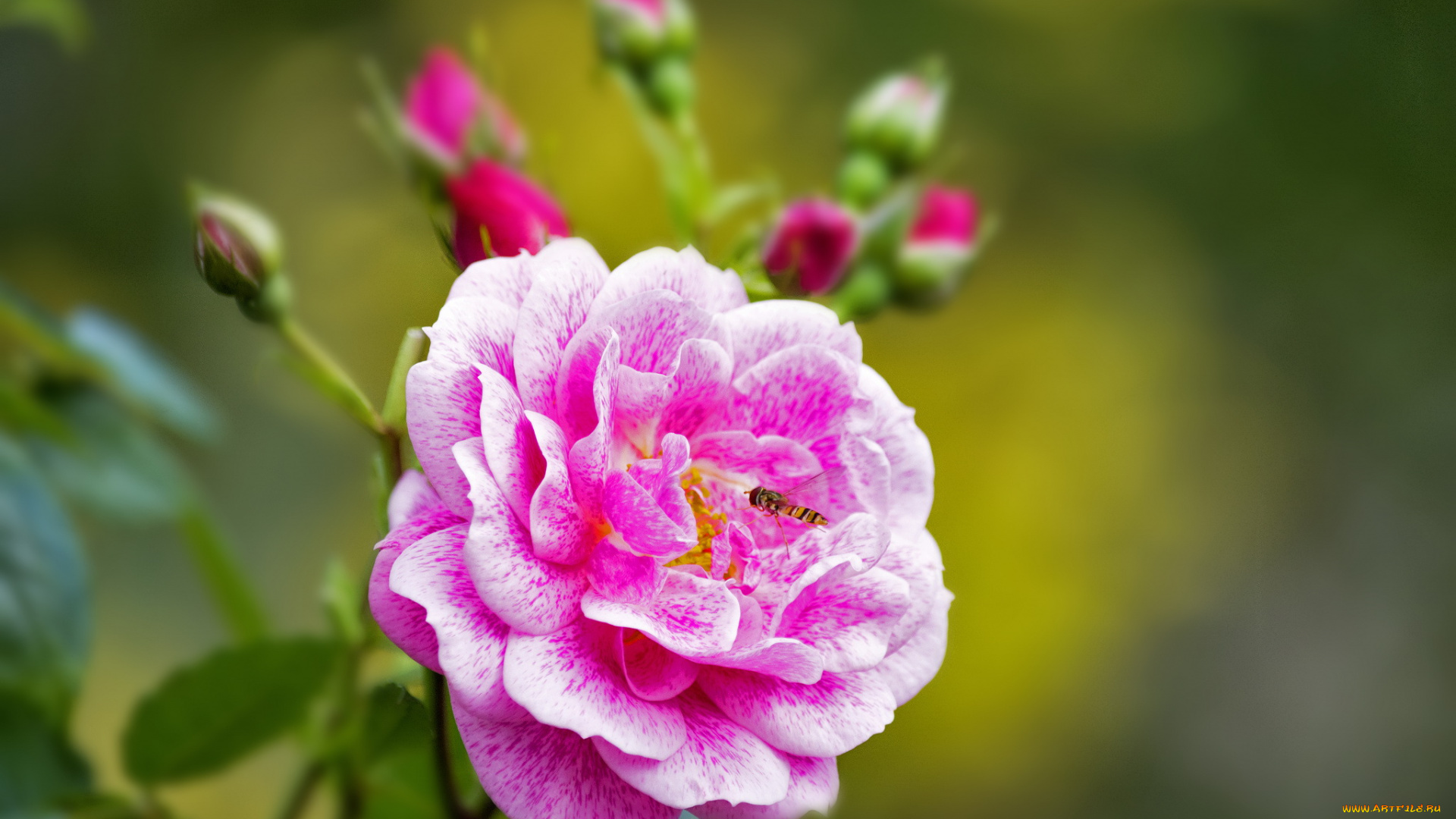 цветы, розы, leaves, blossoms, лепестки, бутон, роза, petals, цветение, rose, bud, листья