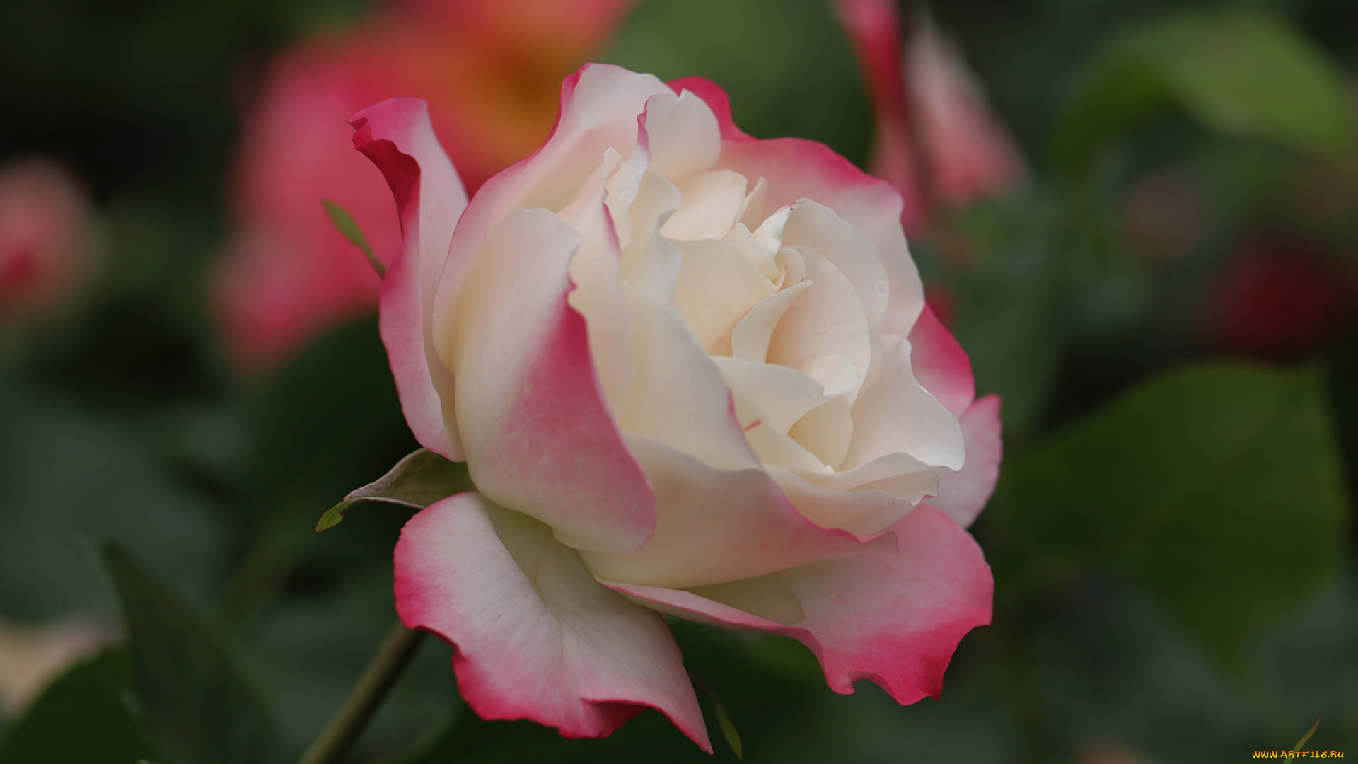 цветы, розы, лепестки, розовая, бутон, роза, цветение