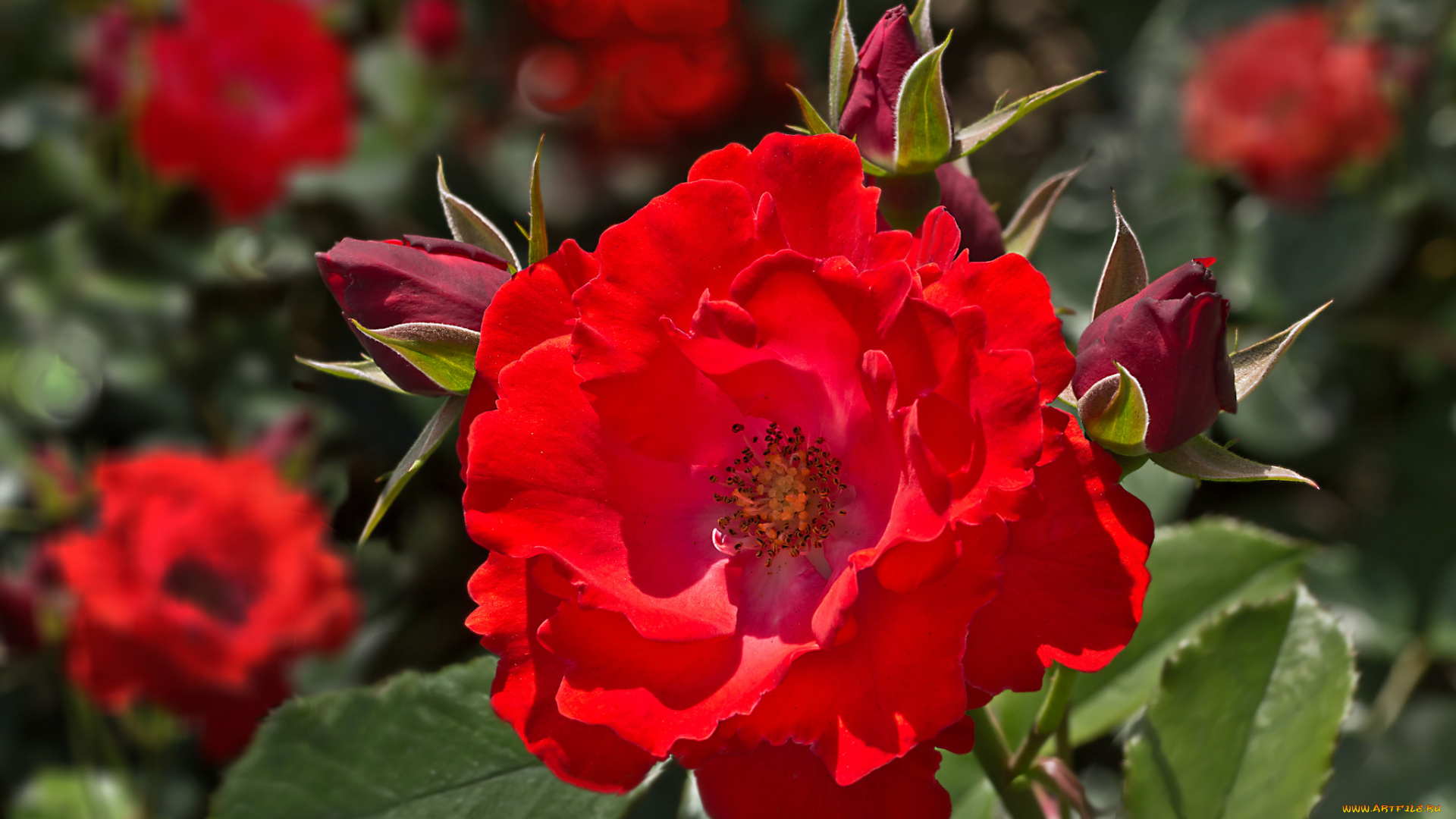 цветы, розы, нежность, яркость, листья, лепестки, роза, бутон, цветение