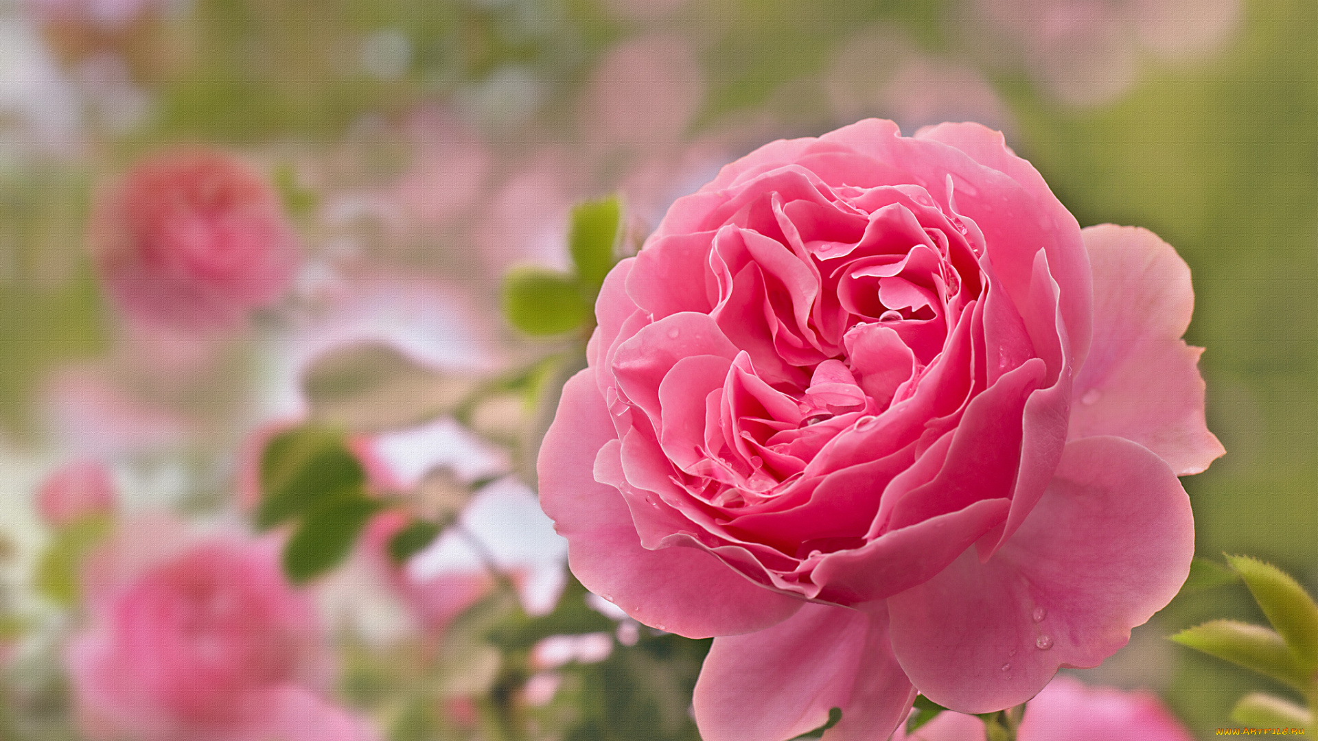 цветы, розы, petals, bud, rose, blossoms, leaves, цветение, листья, лепестки, бутон, роза