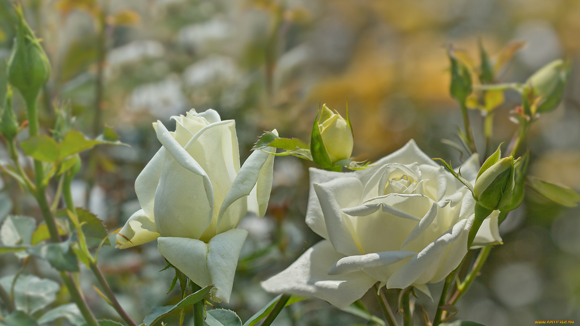 цветы, розы, petals, листья, цветение, rose, bud, blossoms, leaves, лепестки, роза, бутон