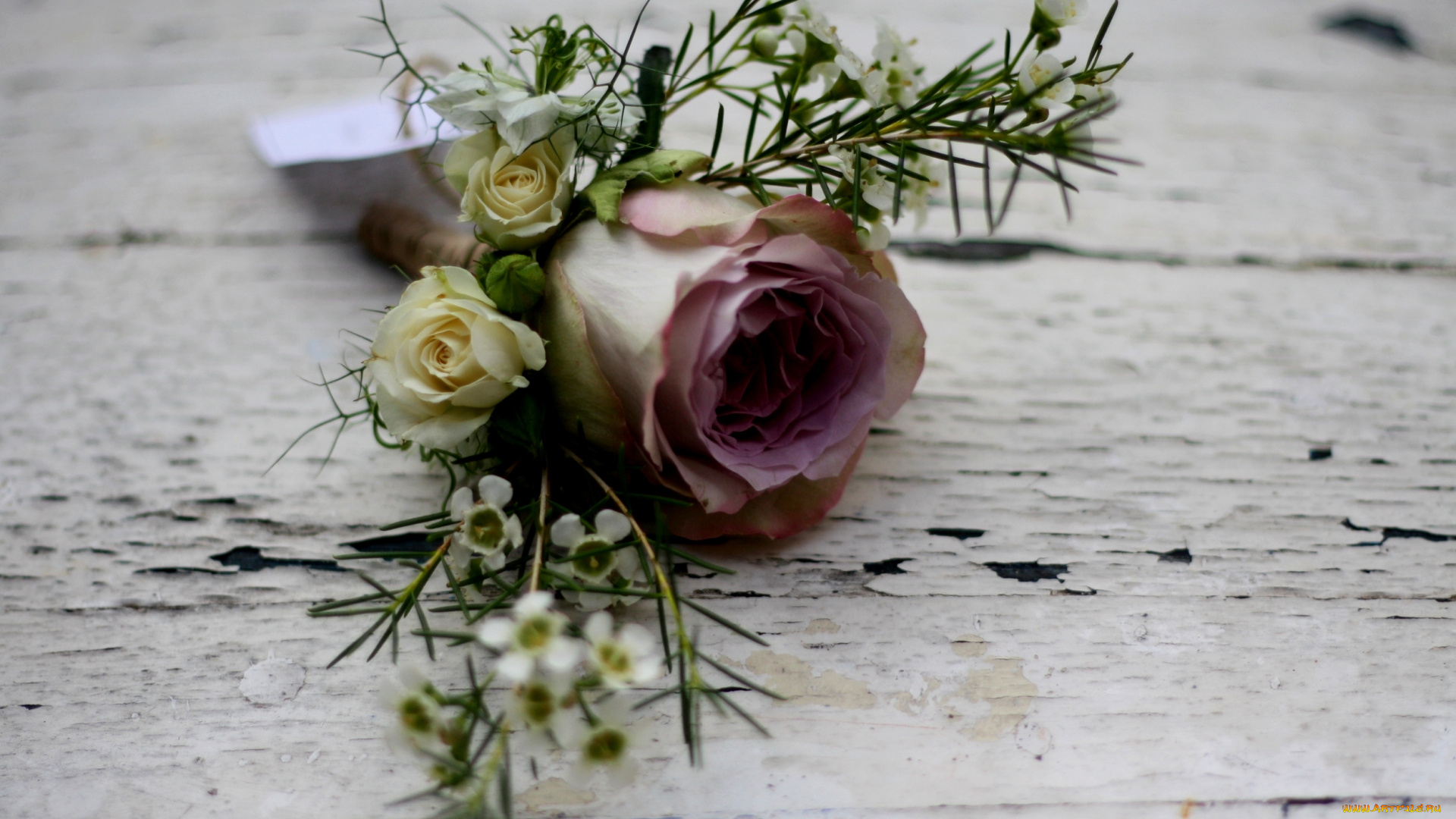 цветы, розы, роза, цветок, бантик, лепестки, бутон